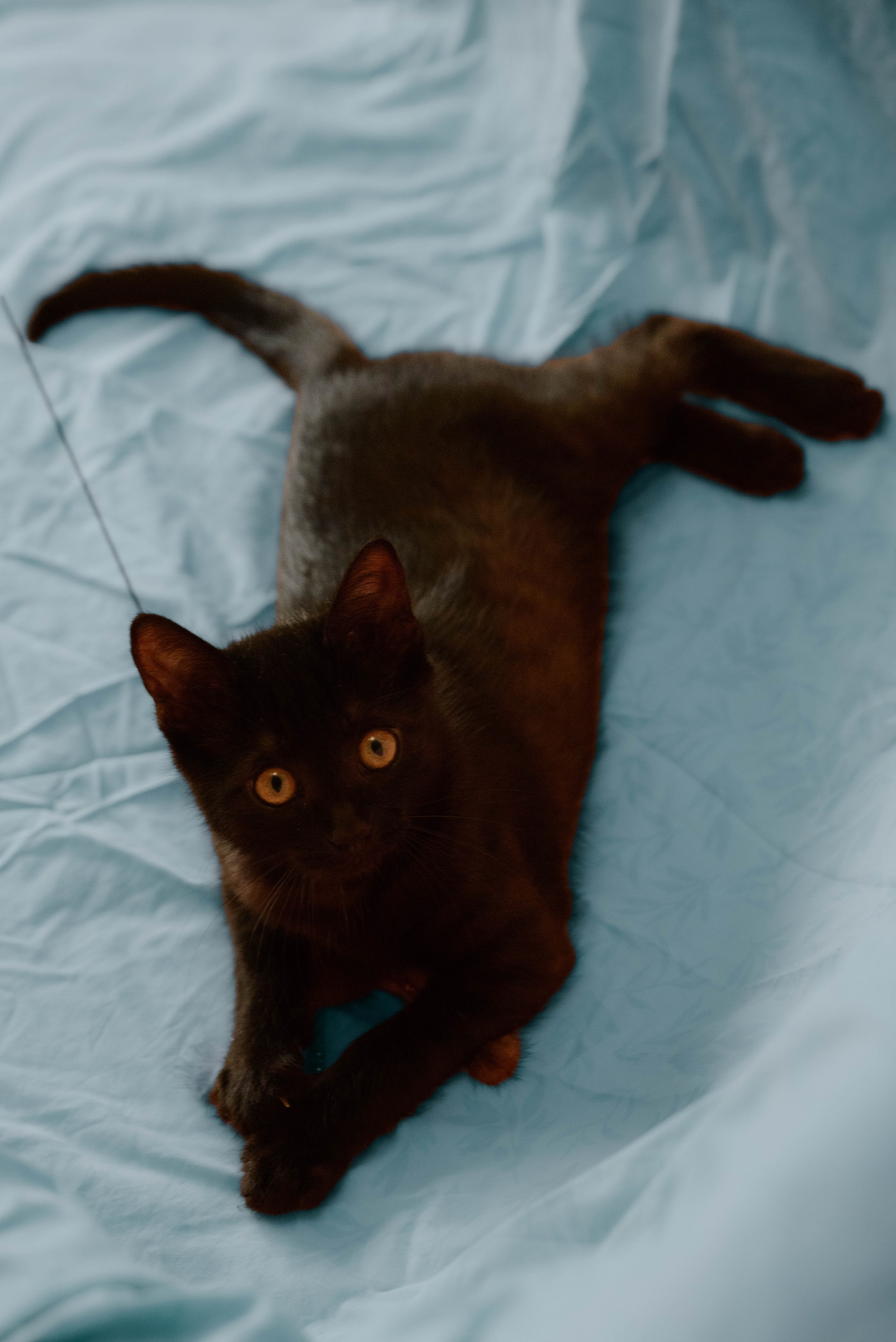 Котёнок. Фотосессии