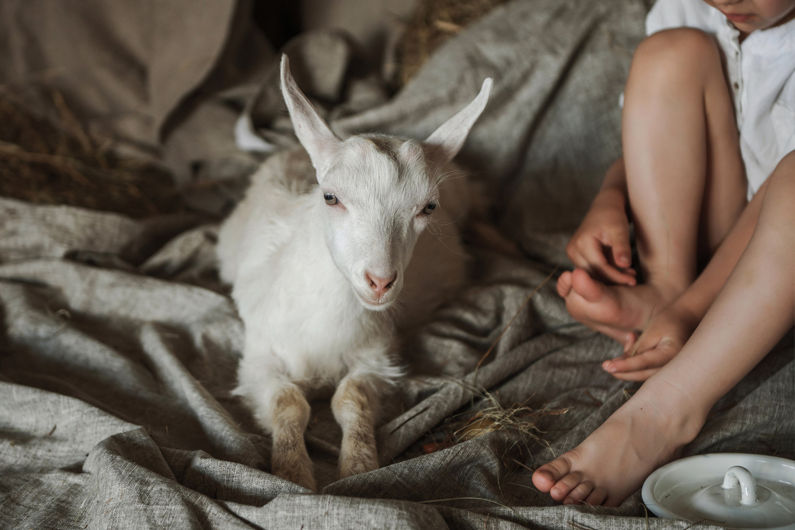 Съемка с козликом. Фотограф Кристина Гришина Рязань