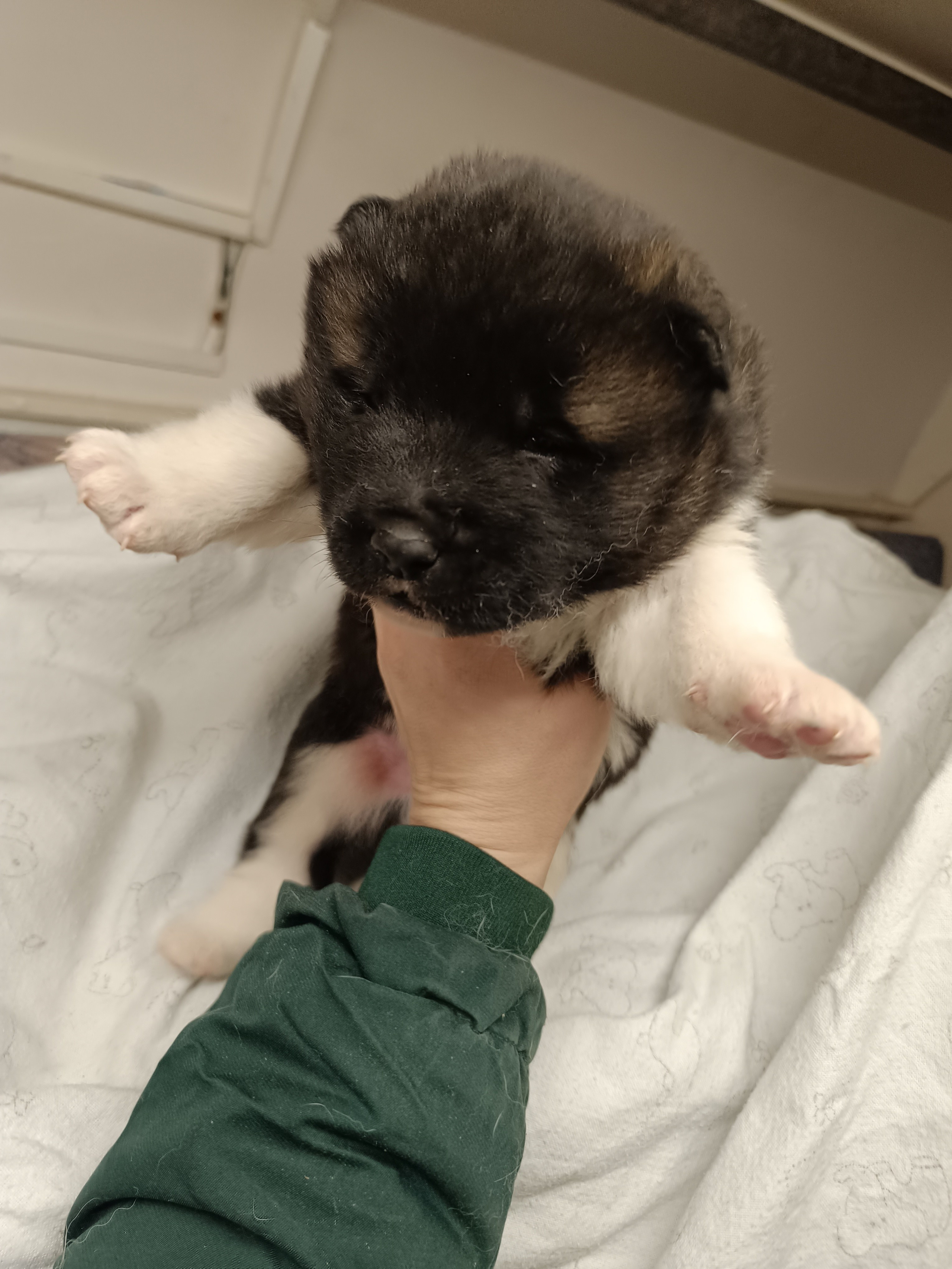 Американская акита  щенки питомник Санкт-Петербург клубные щенки Американская акита питомник RUBYLIGHT Рубилайт купить щенка американской акиты