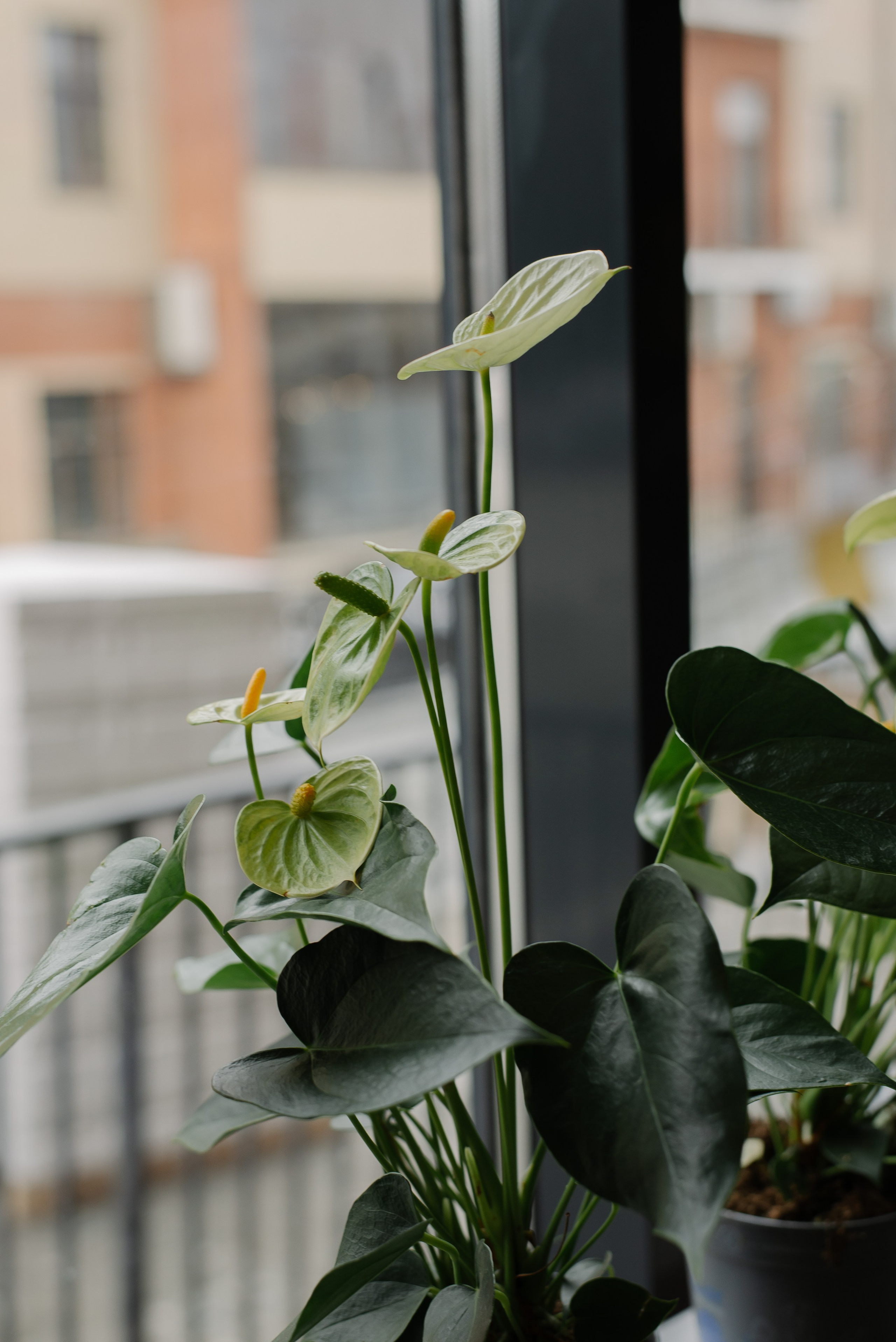 Garden Street. Портретный фотограф Ксения Люндовская