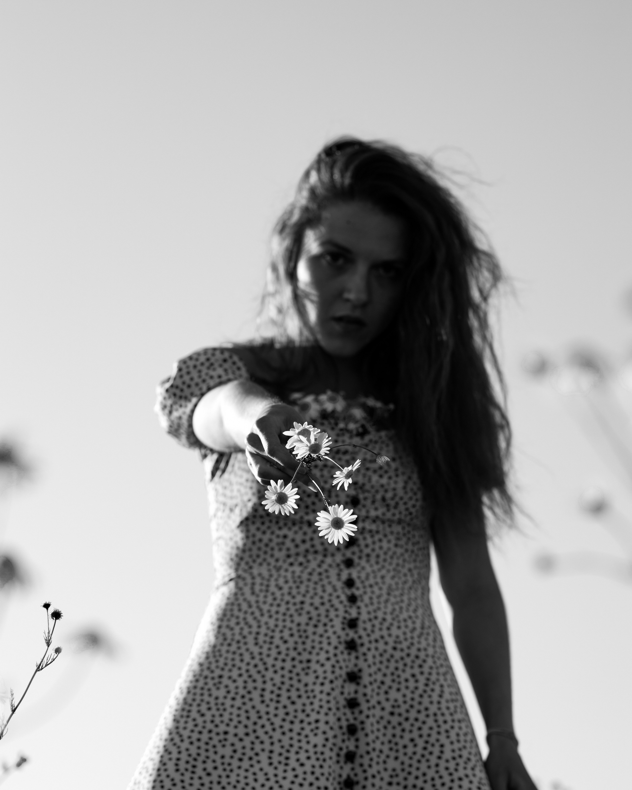ЧБ ромашки. Портретный фотограф Екатерина Лысенко, Москва