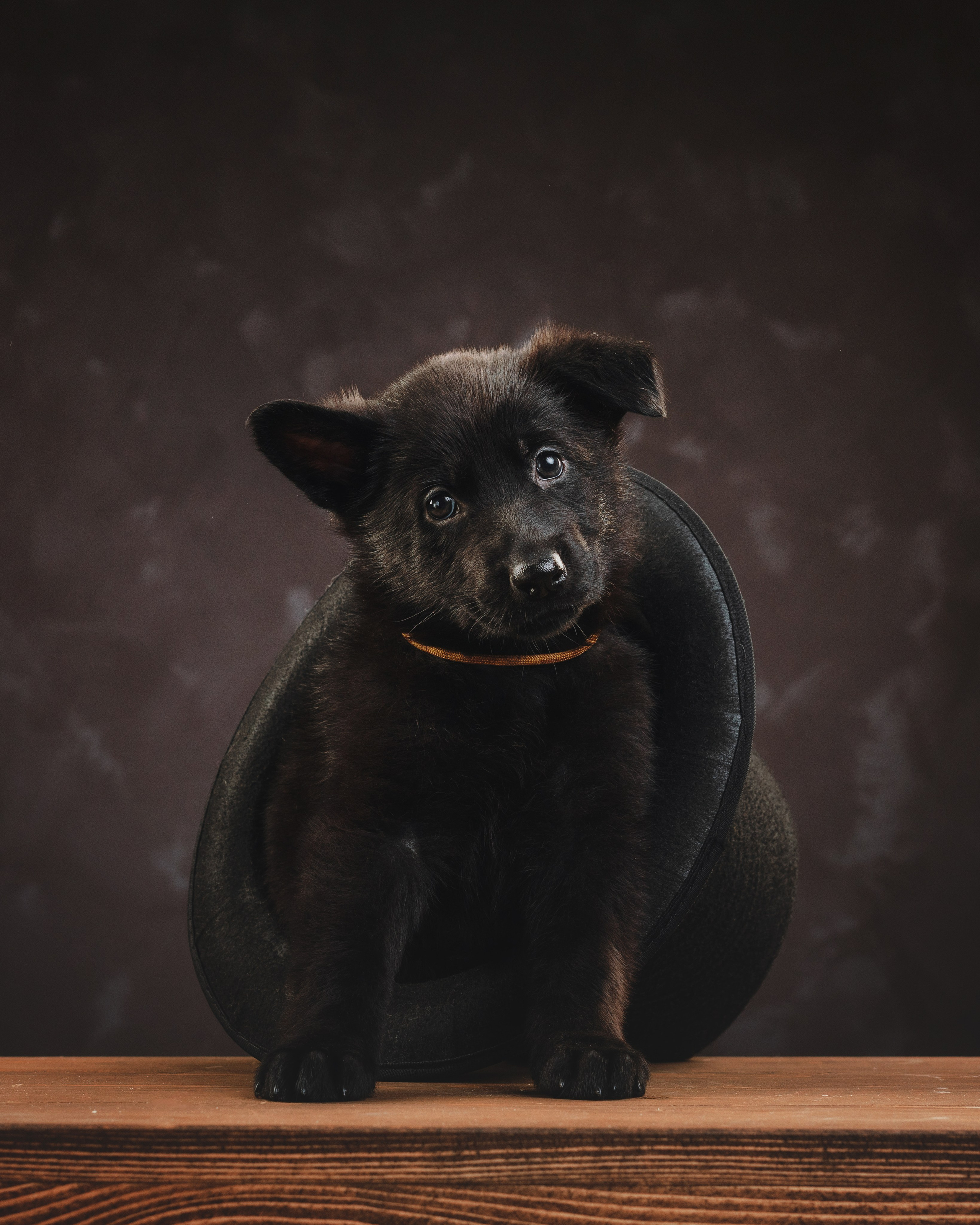 Щенки НО. Фотограф анималист Осипчикова Мария