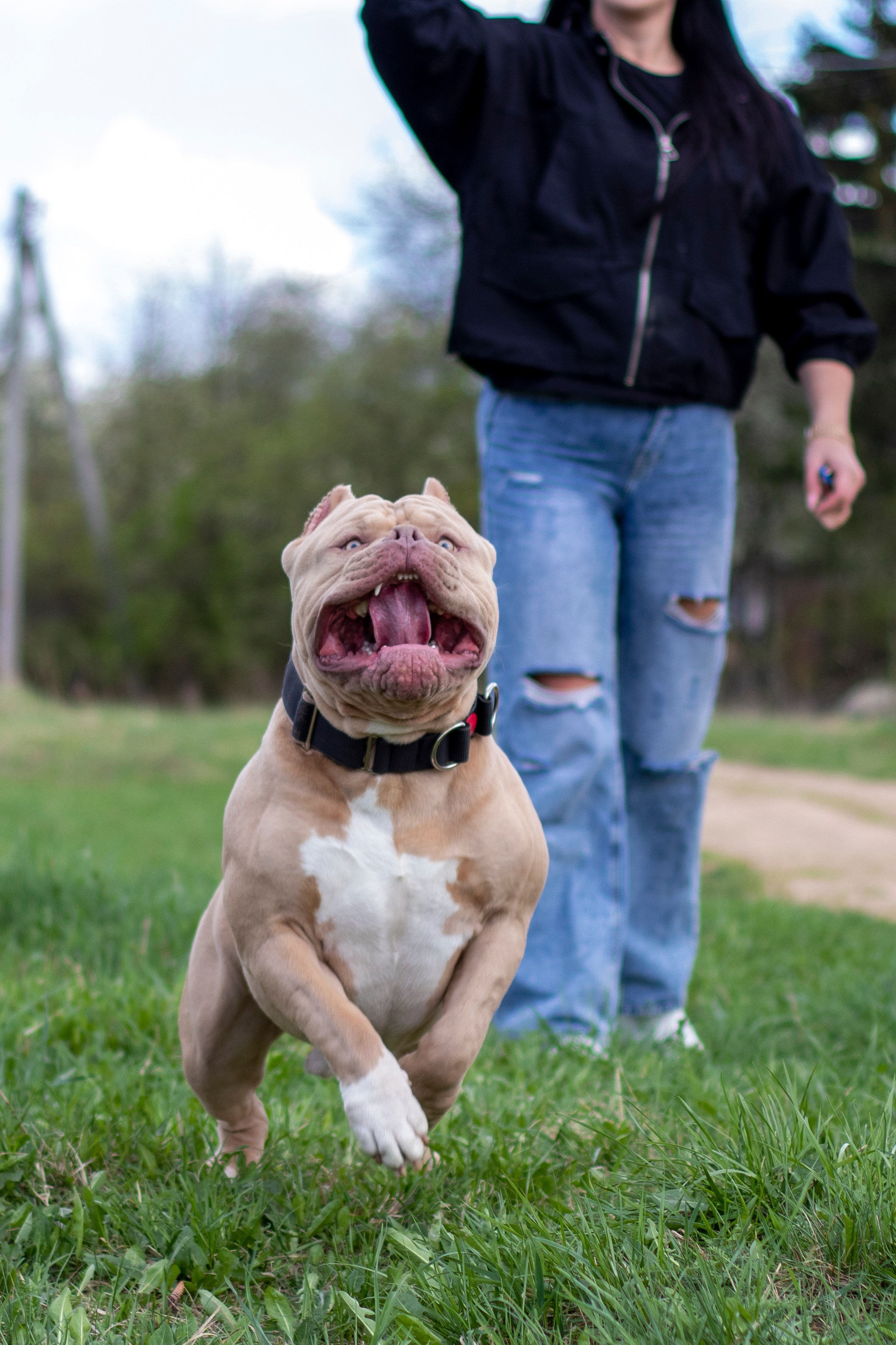 Собаки. Фотограф в Вязьме
