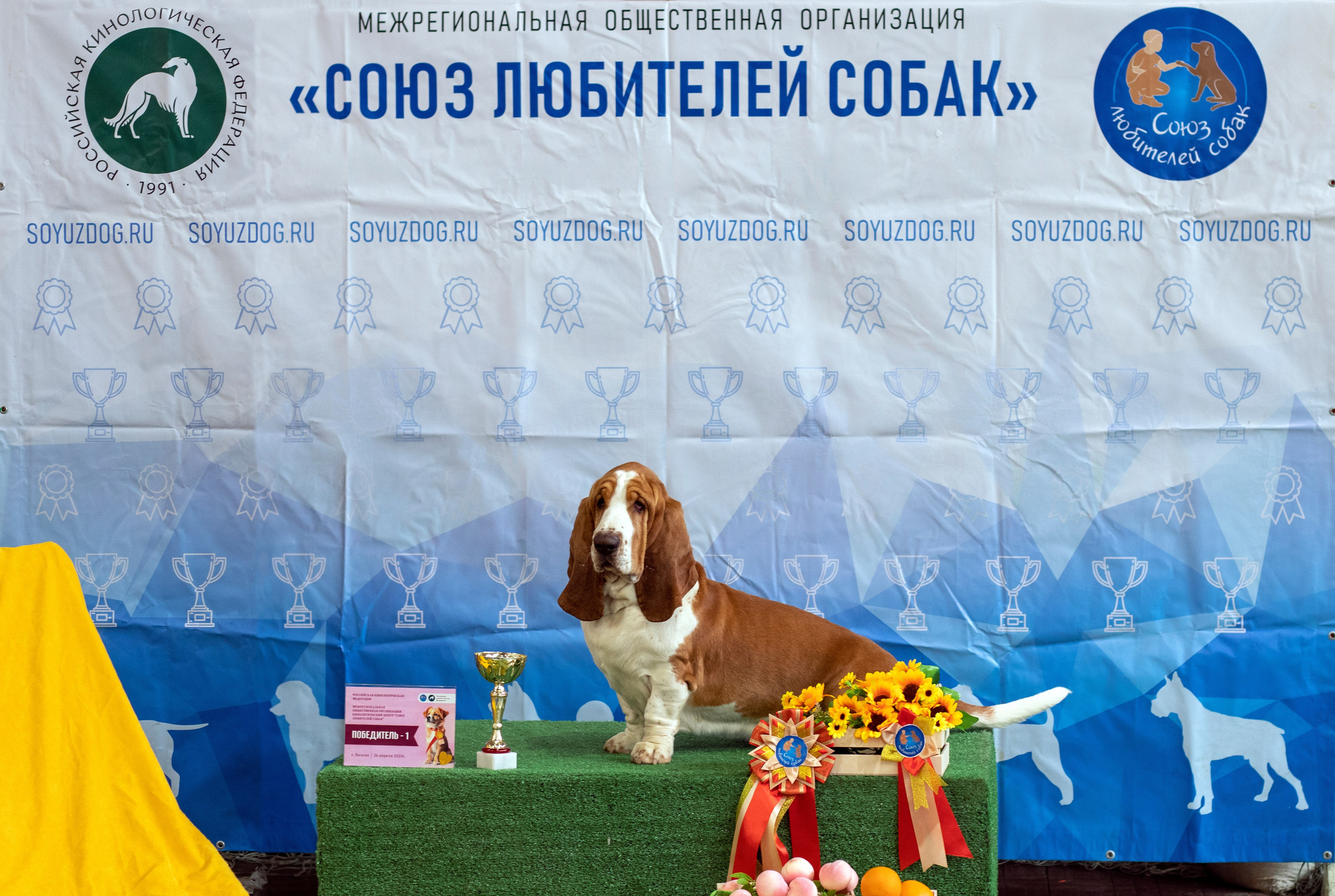 Собаки. Фотограф в Вязьме