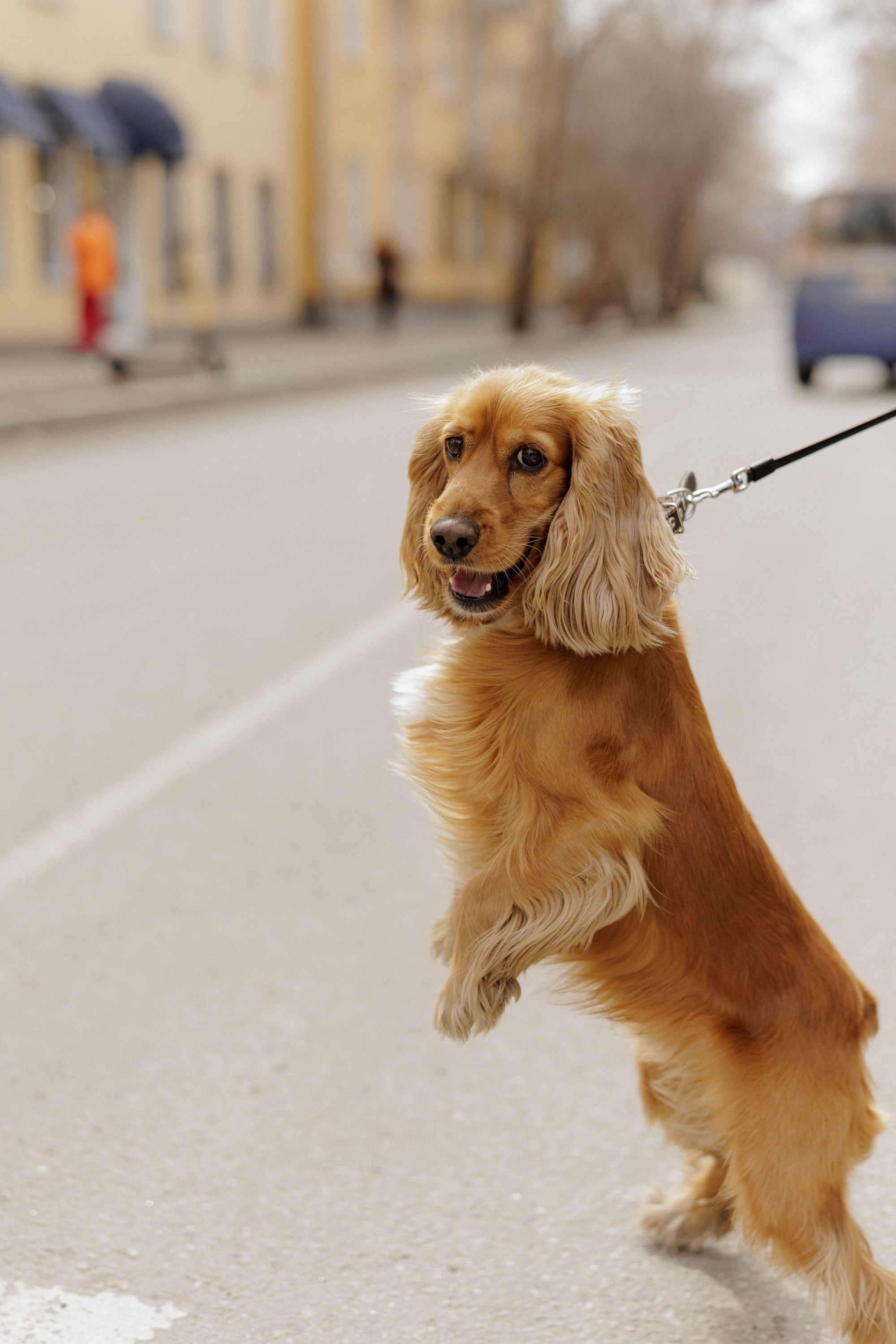 Часть нашей семьи. Свадебный фотограф
