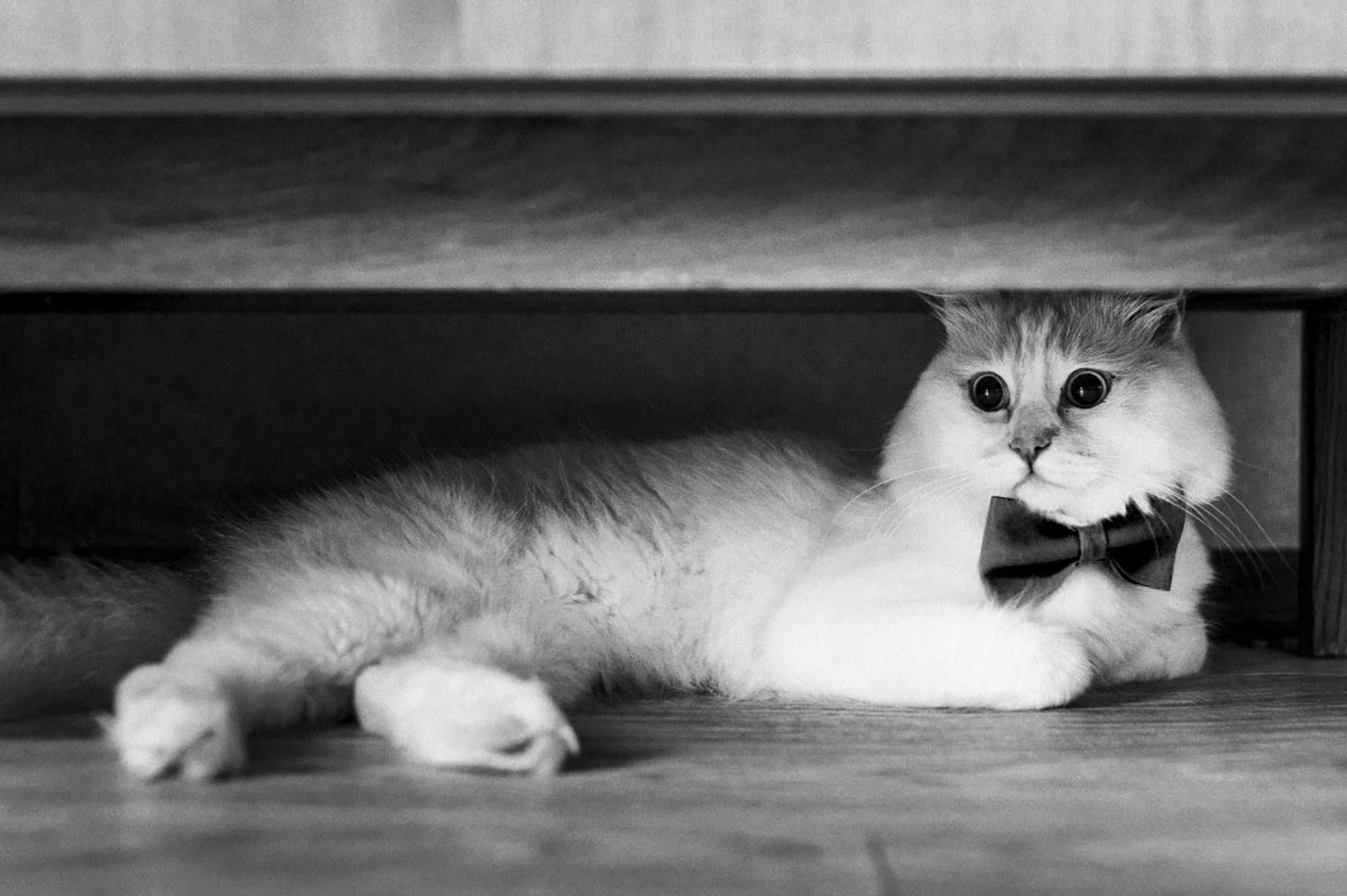 Свадебный фотограф в Москве. Фотосъемка в ЗАГС