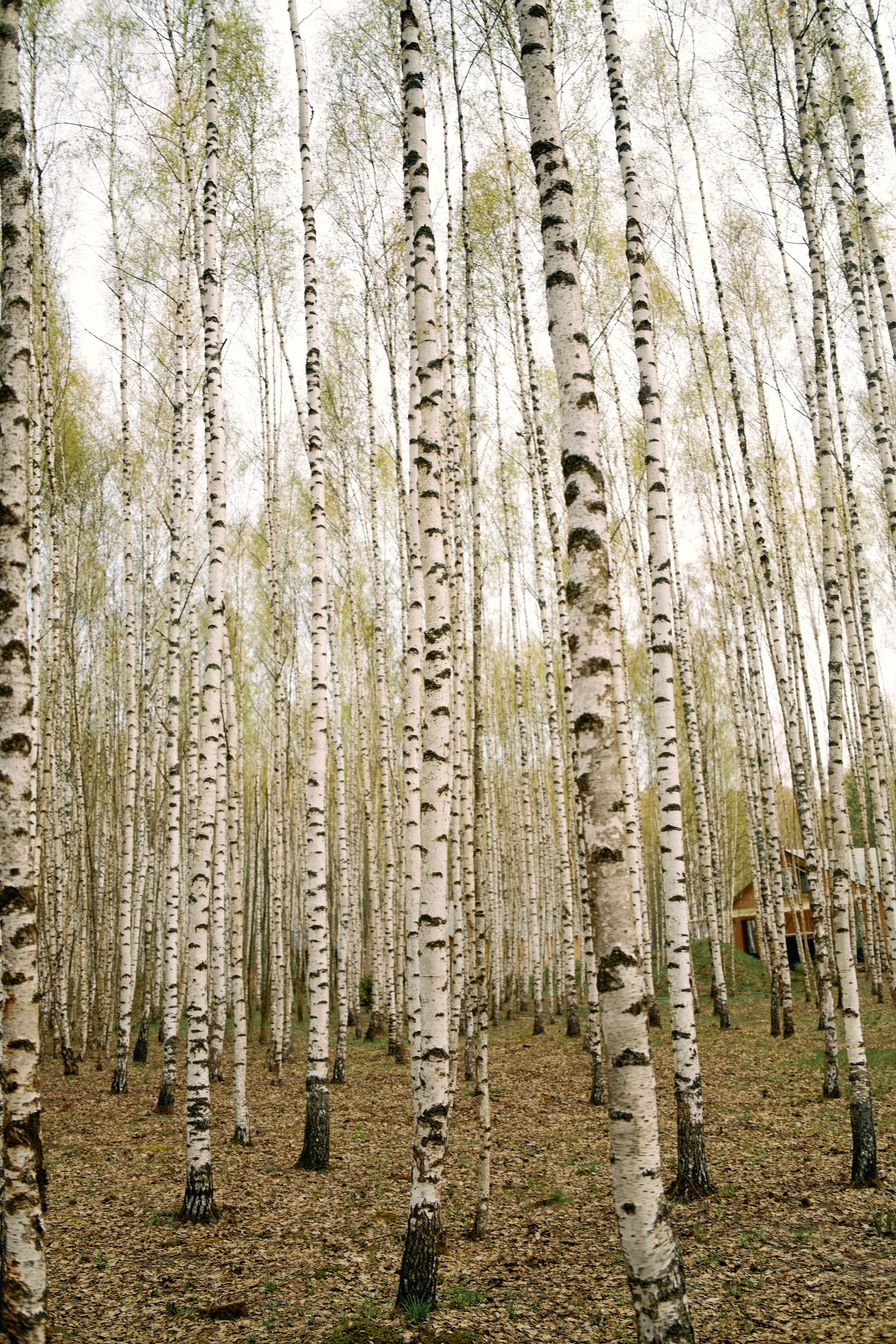 Бутик-отель Поле летом. Профессиональный Фотограф во Владимире, в Москве и в Суздале — Полина Романычева