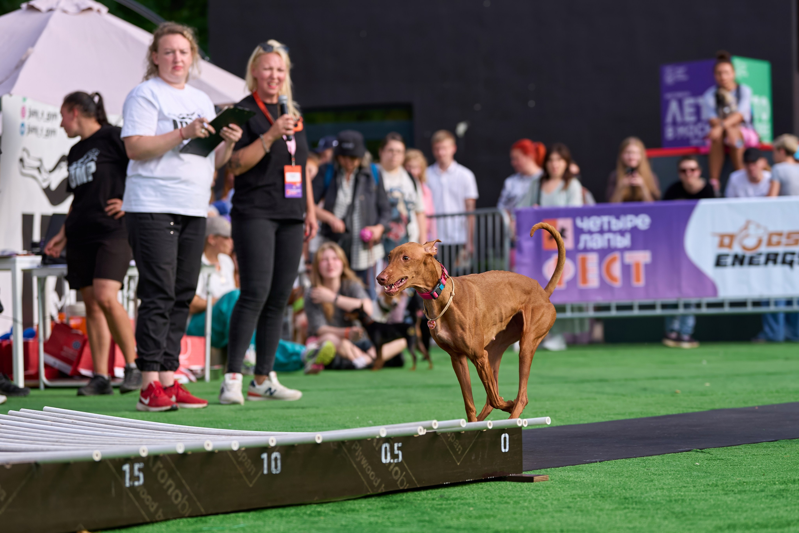 4 лапы Фест. Многоборье. Фотограф-анималист Михаил Манухин