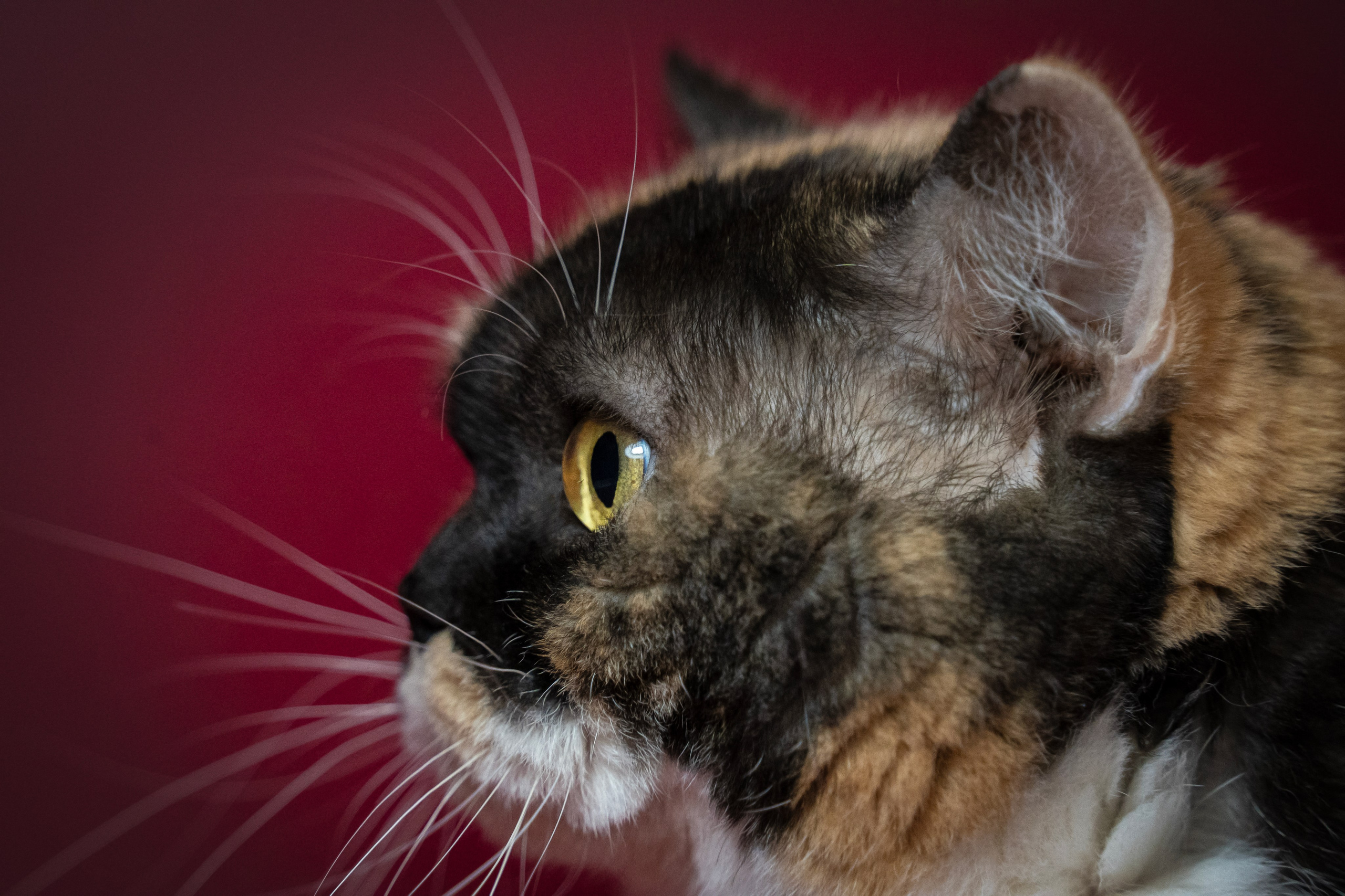 Котики. Семейный фотограф анималист г. Находка