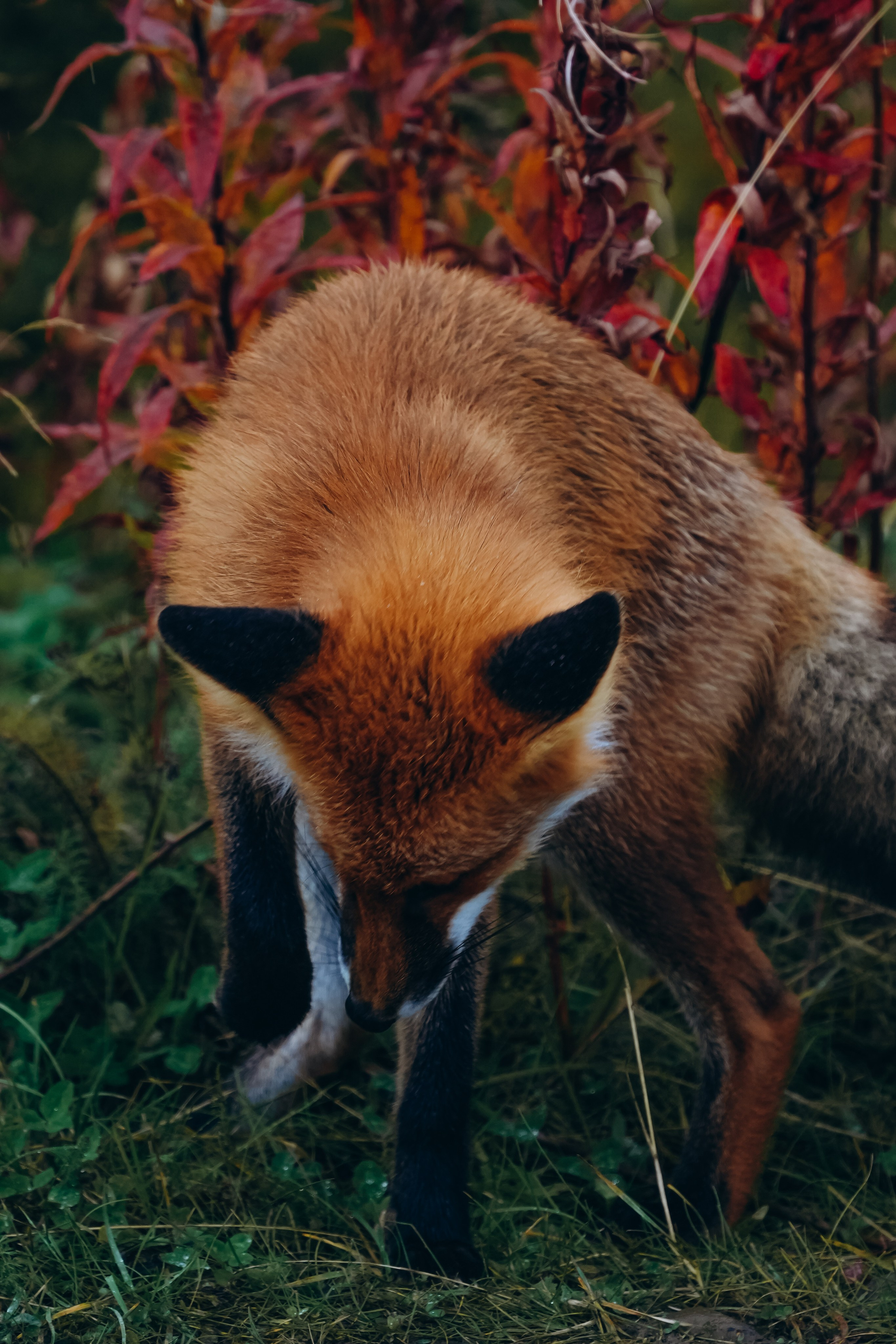СЕВЕР. Event фотограф Степанова Александра