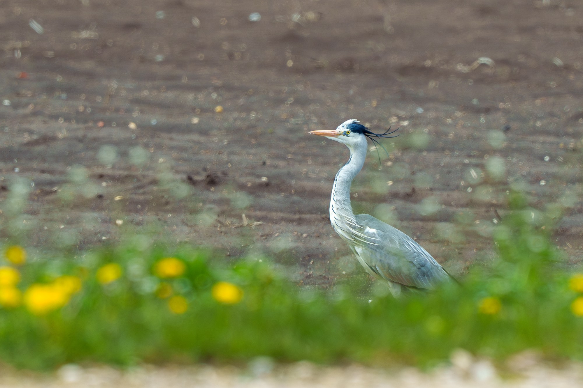 Удивительные мир птиц. Вокруг нас столько прекрасного — присмотритесь!. Ваш личный фотограф Марина Волкова