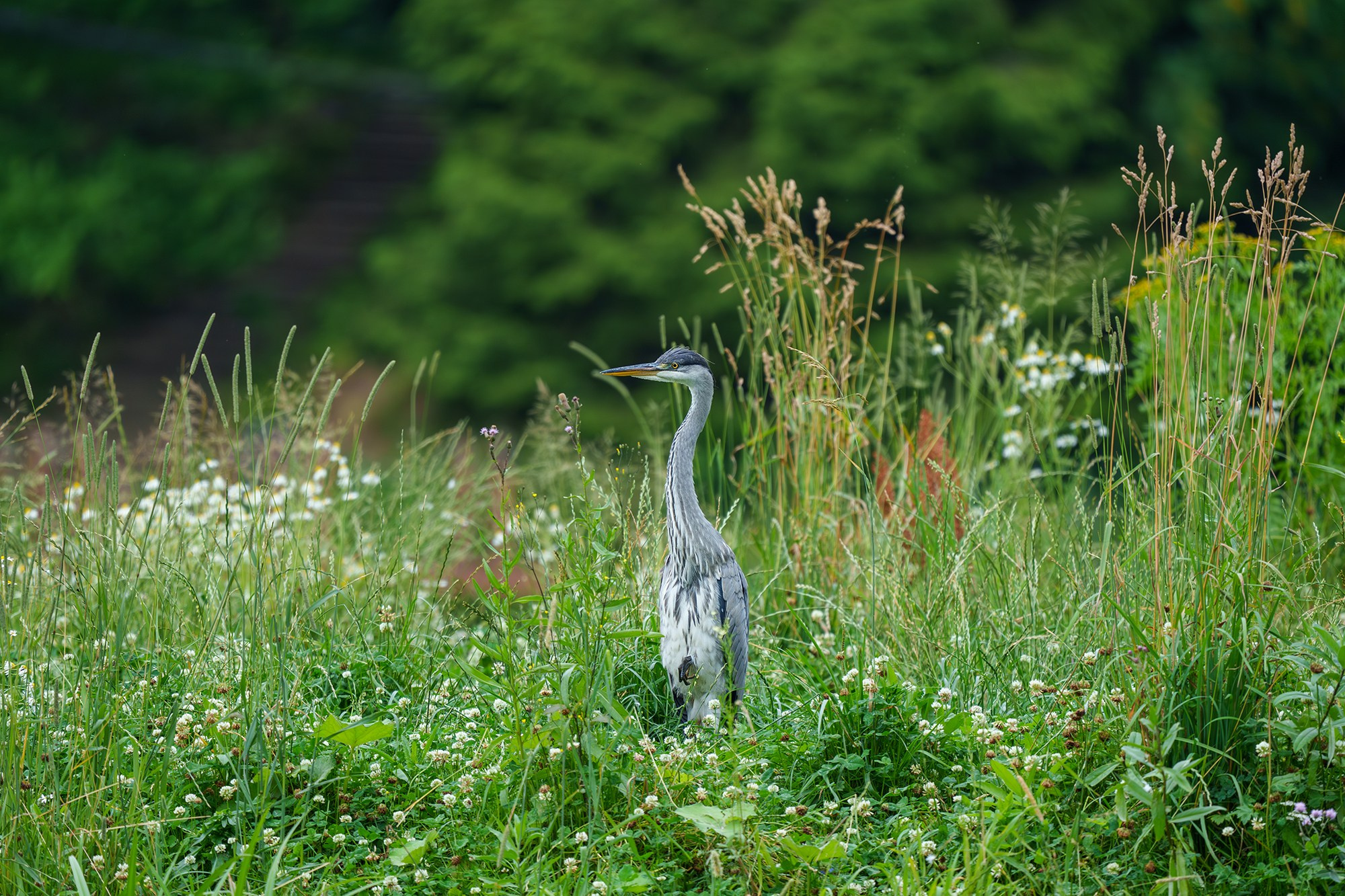 Удивительные мир птиц. Вокруг нас столько прекрасного — присмотритесь!. Ваш личный фотограф Марина Волкова