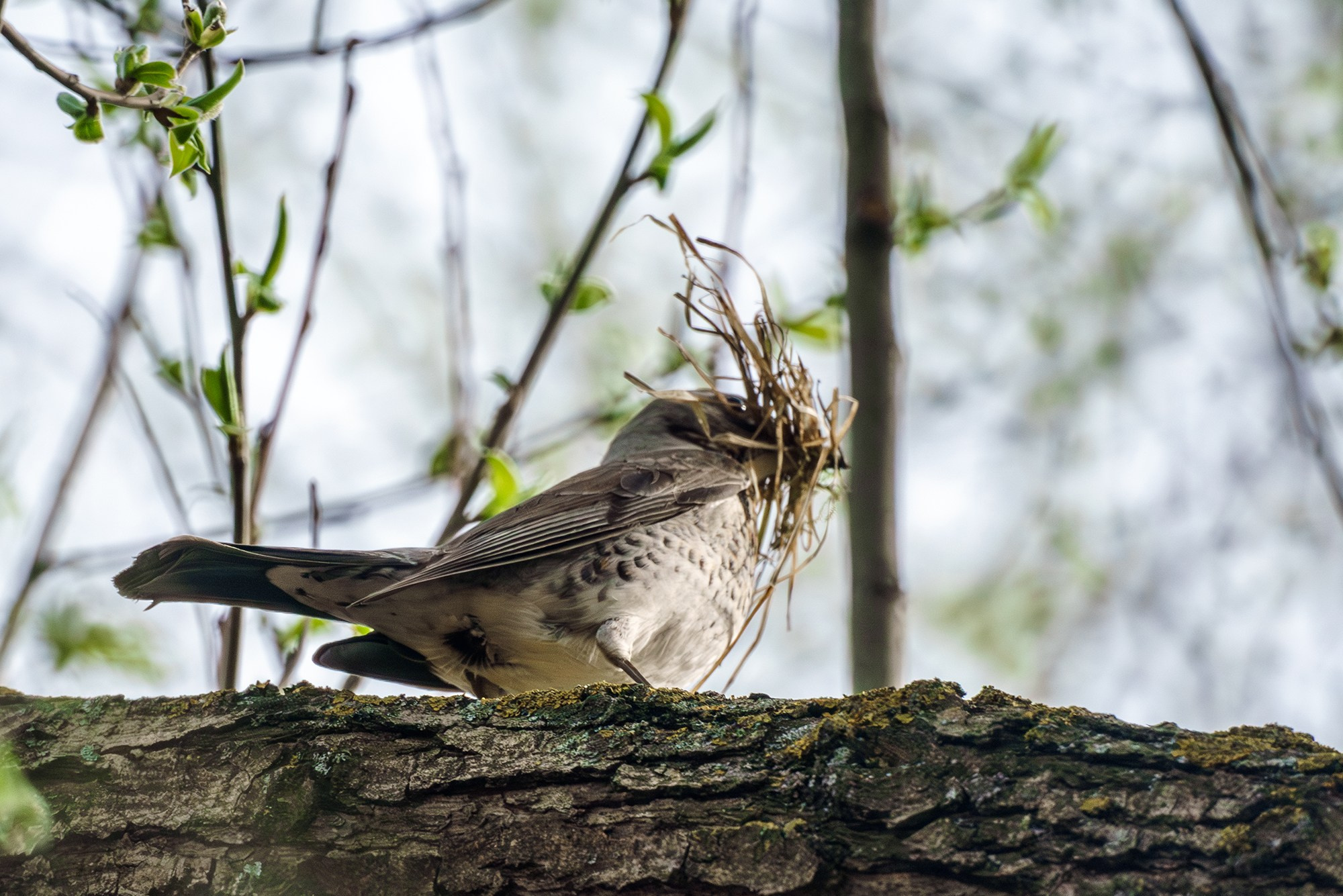 Удивительные мир птиц. Вокруг нас столько прекрасного — присмотритесь!. Ваш личный фотограф Марина Волкова