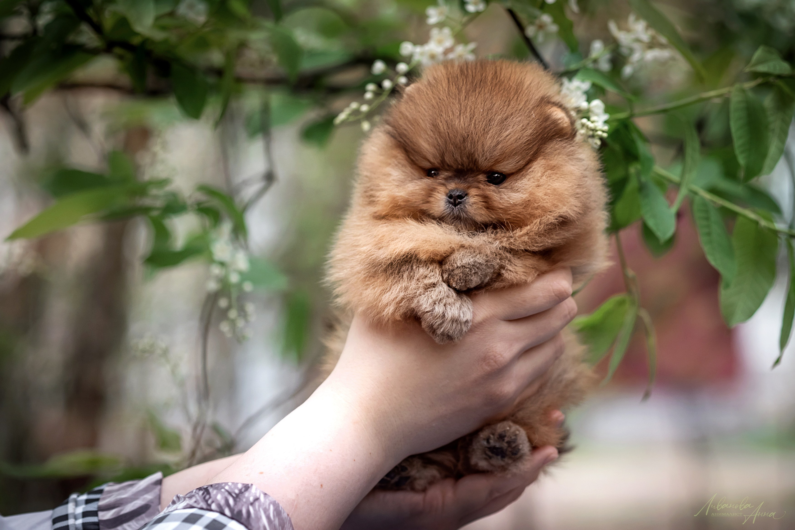 Шпицы. Фотограф анималист Аня Ливанова | Рыбинск
