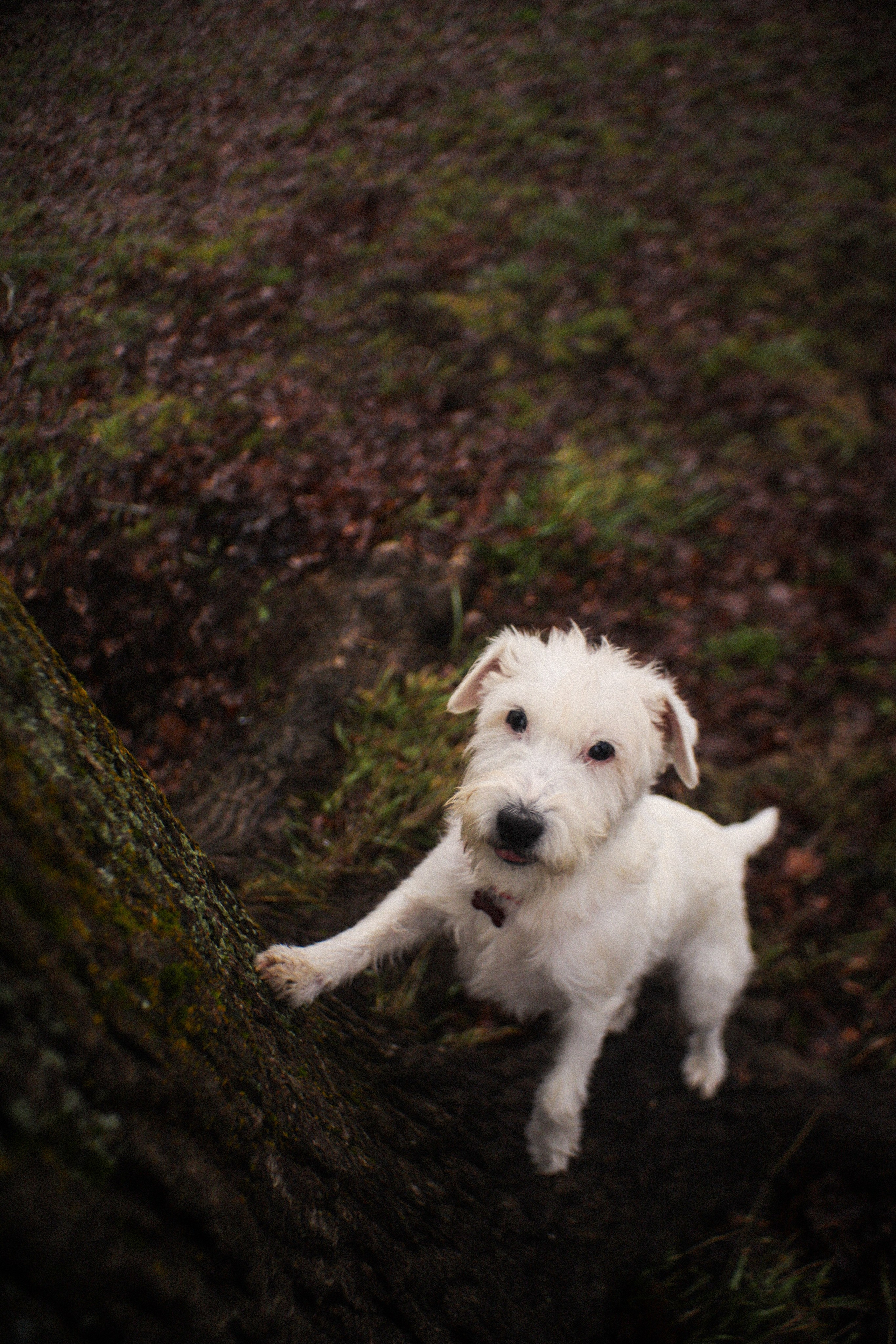 Собаки. Фотограф Ольга Мурзина