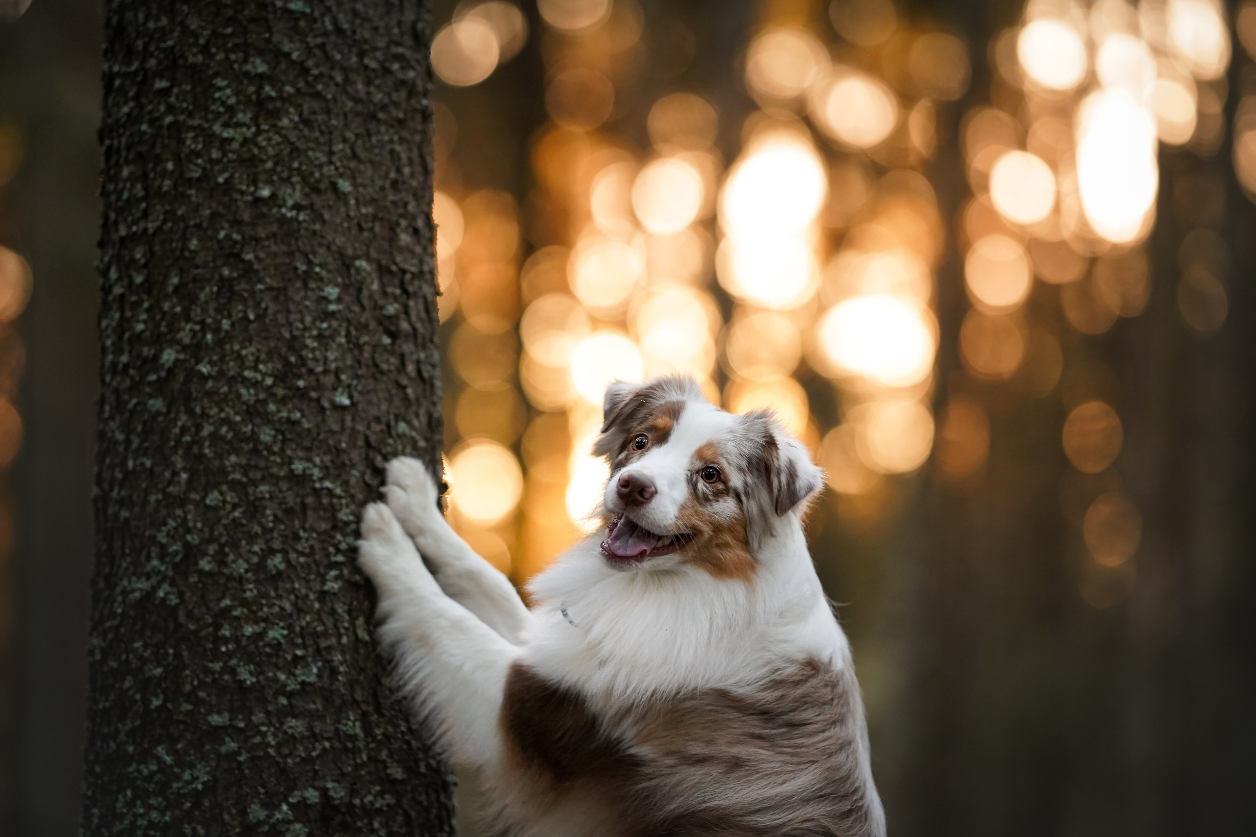 Бэст Айла и Панда. Фотограф-анималист в Санкт-Петербурге Яна Мартынова