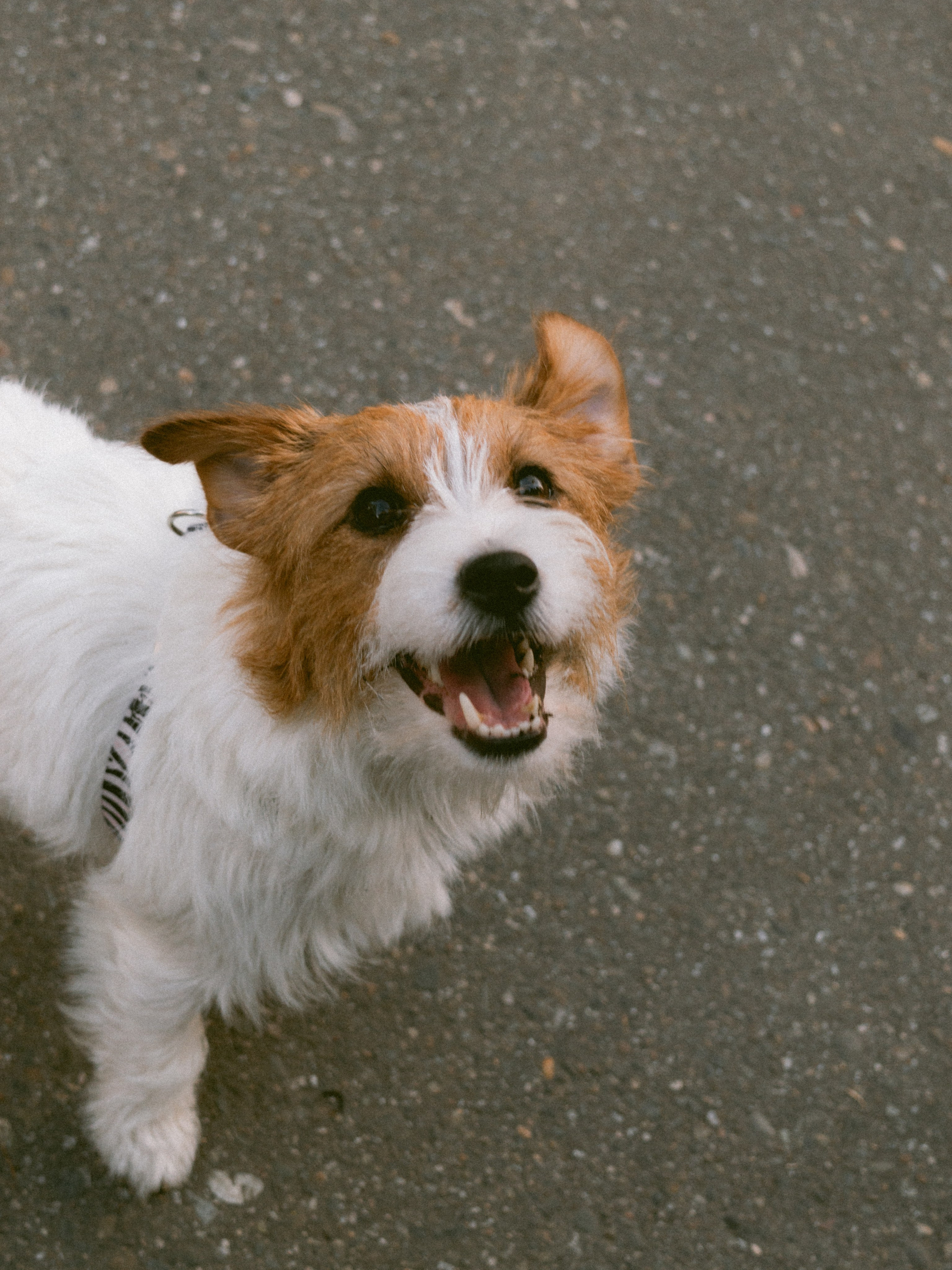 Фотосессия с собакой ко дню рождения. Таня и Ева. Портретный и лавстори фотограф в Стерлитамаке Альбина Шарт