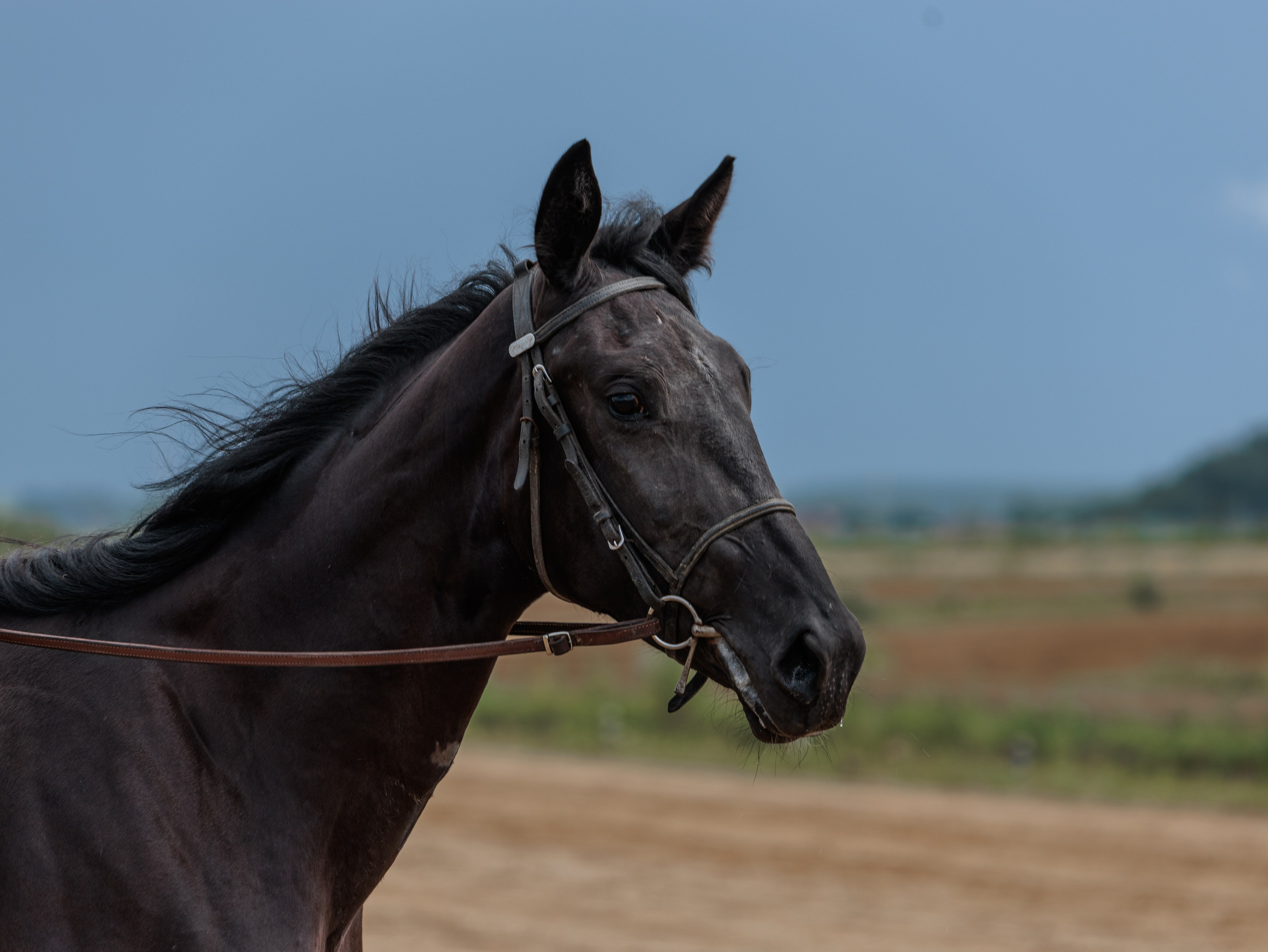 2025. Конный фотограф в Красноярске — Любовь Похабова