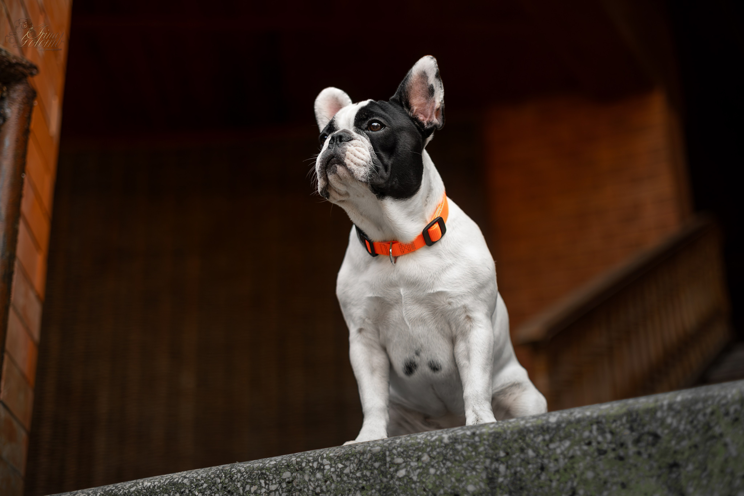 Французский Бульдог Инди. Ирина Голомб|Фотограф-анималист в  Сочи и Калининграде