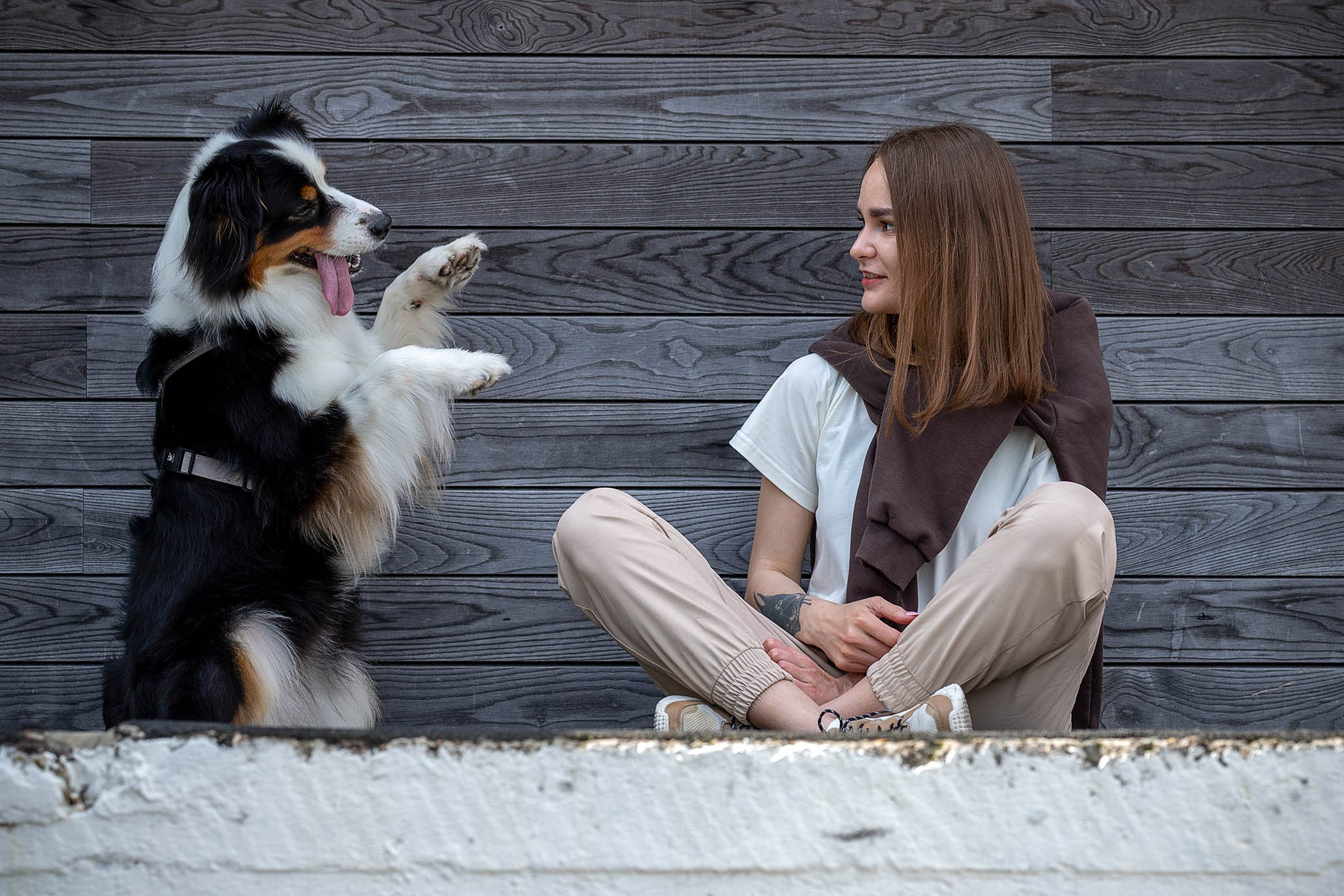 Гретта, Австралийская Овчарка. Ирина Голомб|Фотограф-анималист в  Сочи и Калининграде