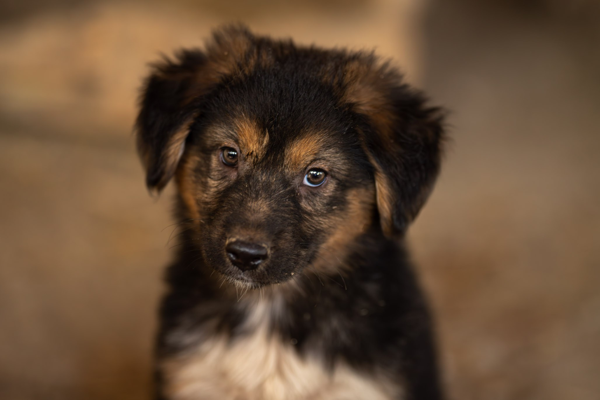 Приют Бим. Ирина Голомб|Фотограф-анималист в  Сочи и Калининграде