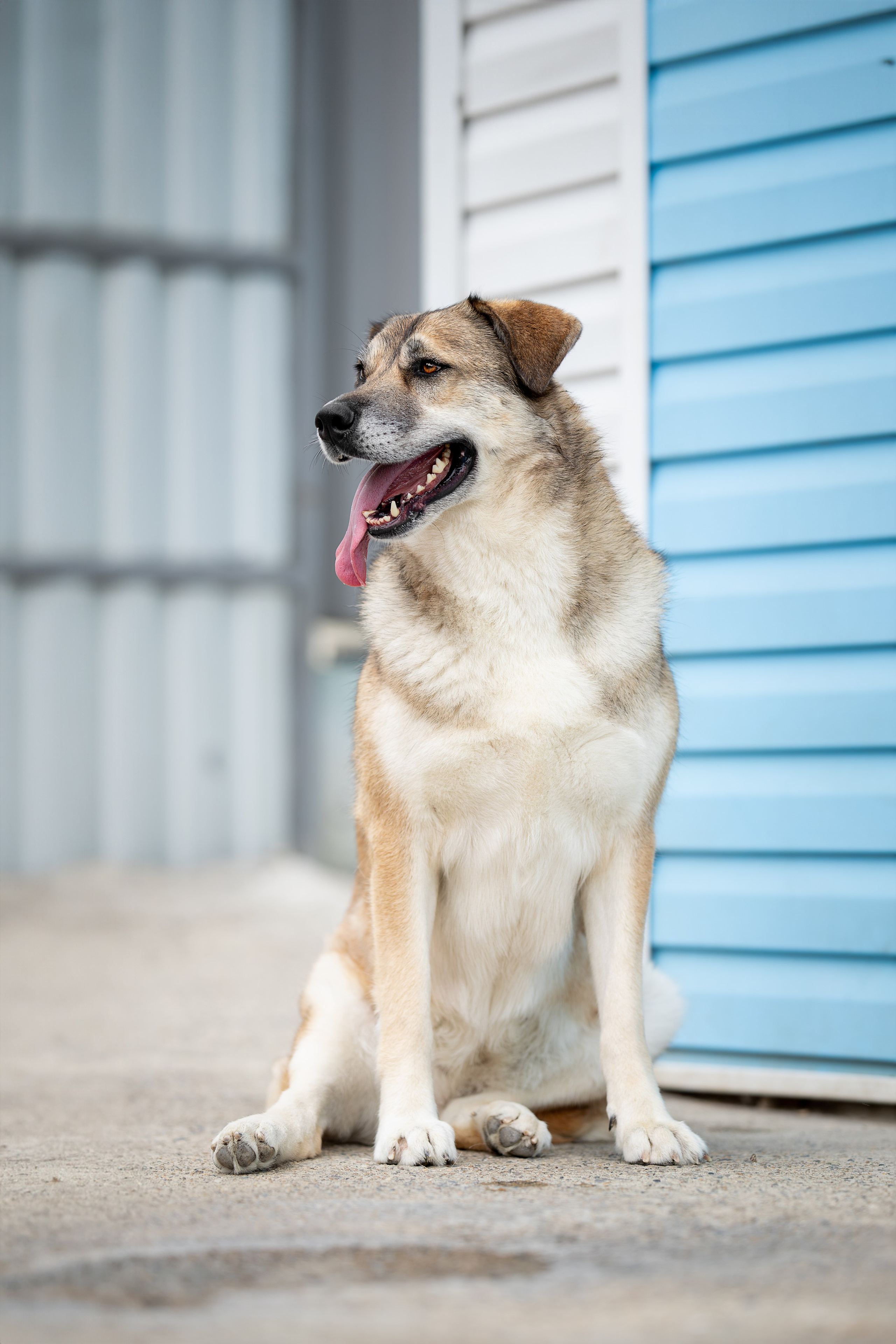 Мини-приют «Возрождение». Ирина Голомб|Фотограф-анималист в  Сочи и Калининграде
