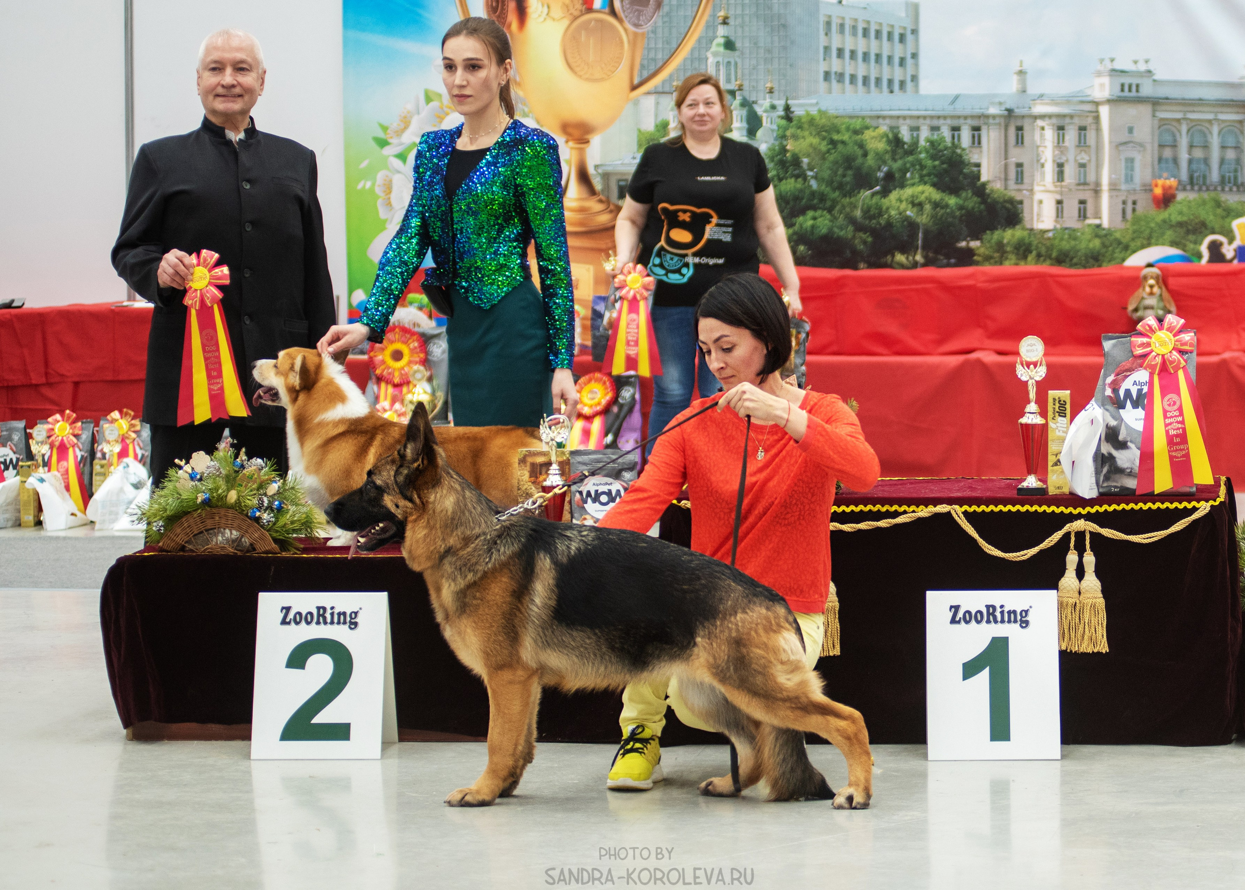 Выставка собак тюмень 14.01.2023. Дог-фотограф в Тюмени Александра Королева