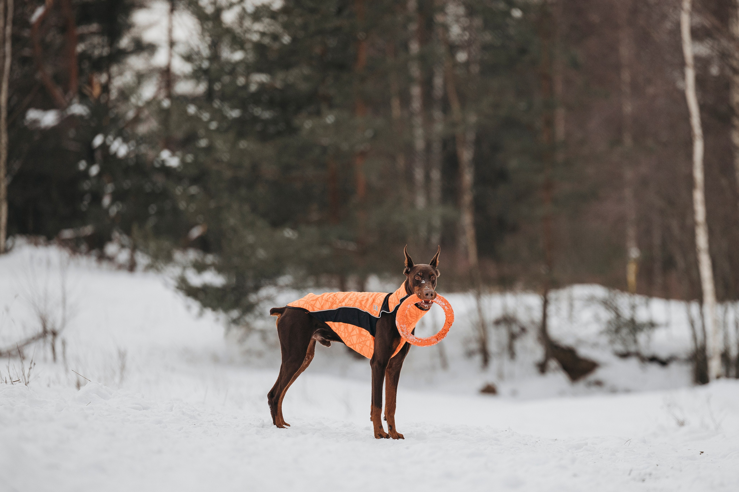 Даша, Омен, Айс и Рицу. Фотограф-анималист Анна Маринич