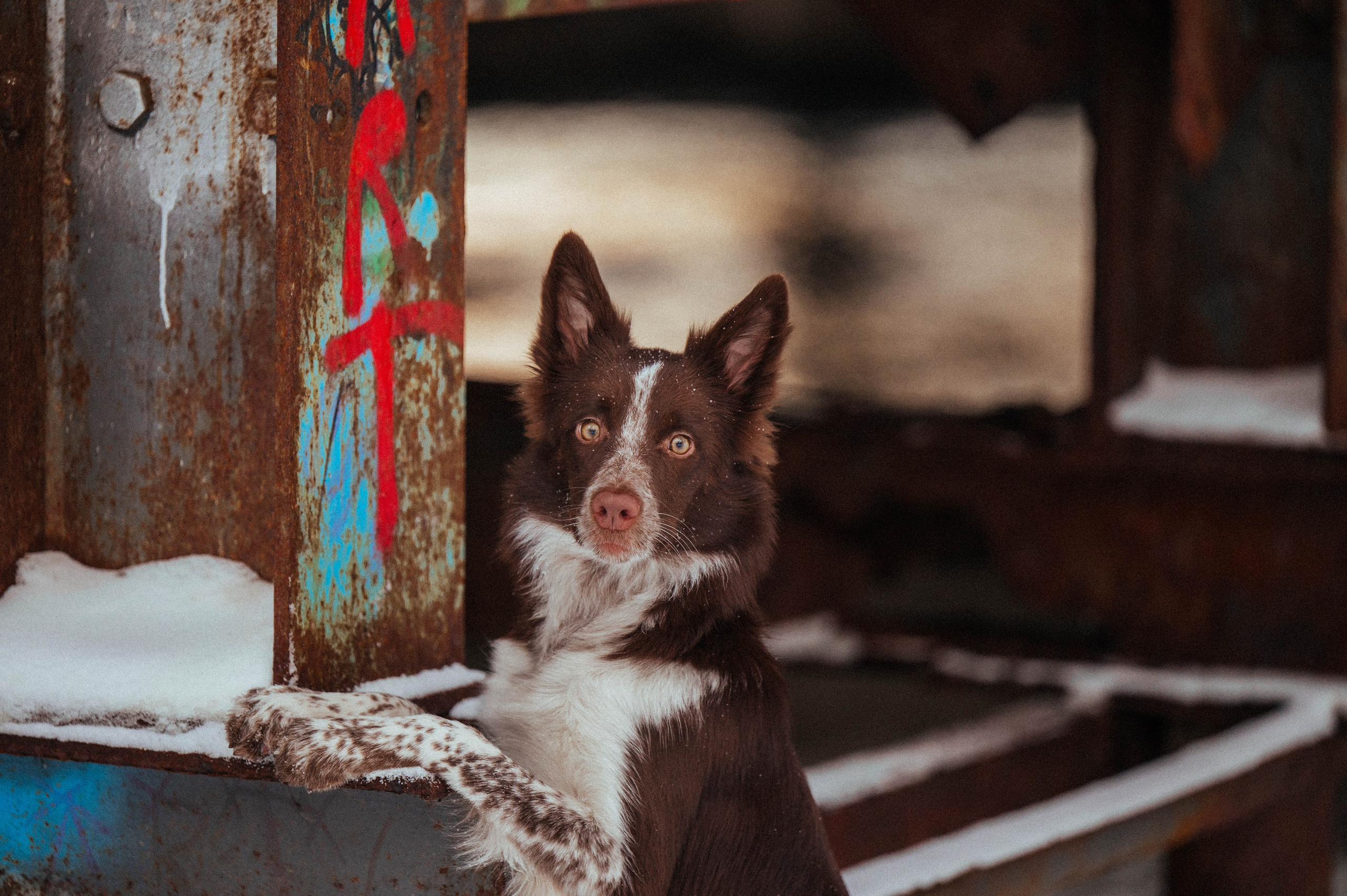 Даша и Мика. Семейный фотограф анималист Ананьева Мария — Москва