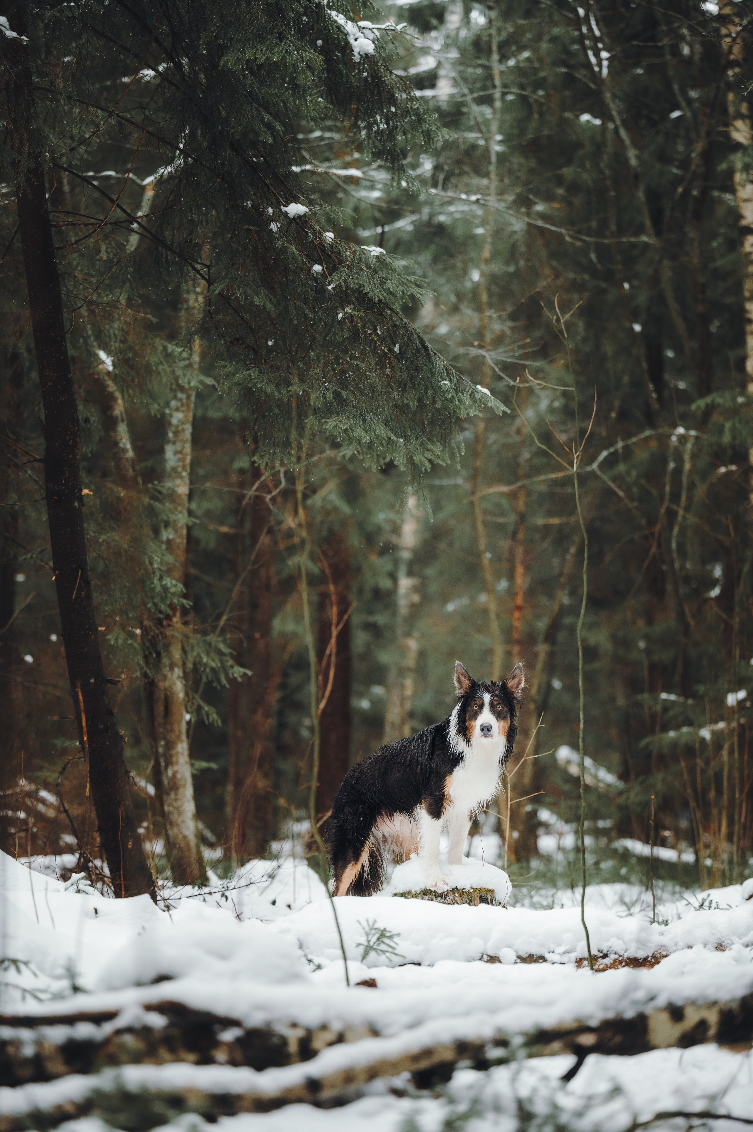 Саша, Эсприт и Флик. Семейный фотограф анималист Ананьева Мария — Москва