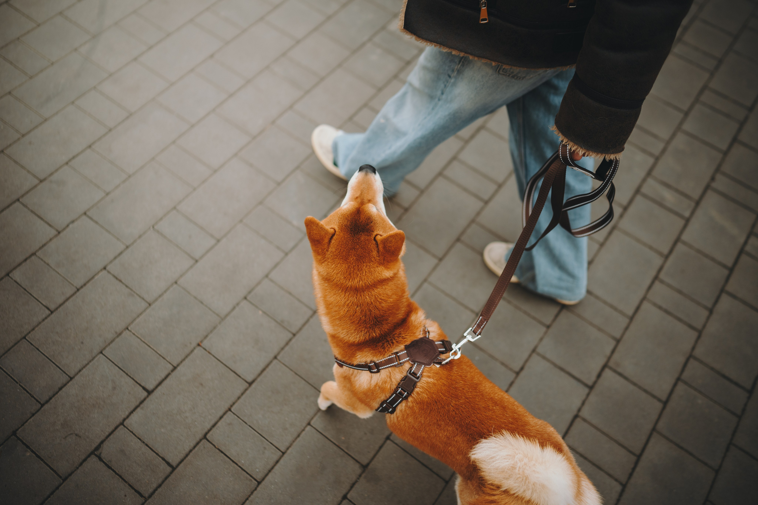 Pawsitive. Семейный фотограф анималист Ананьева Мария — Москва