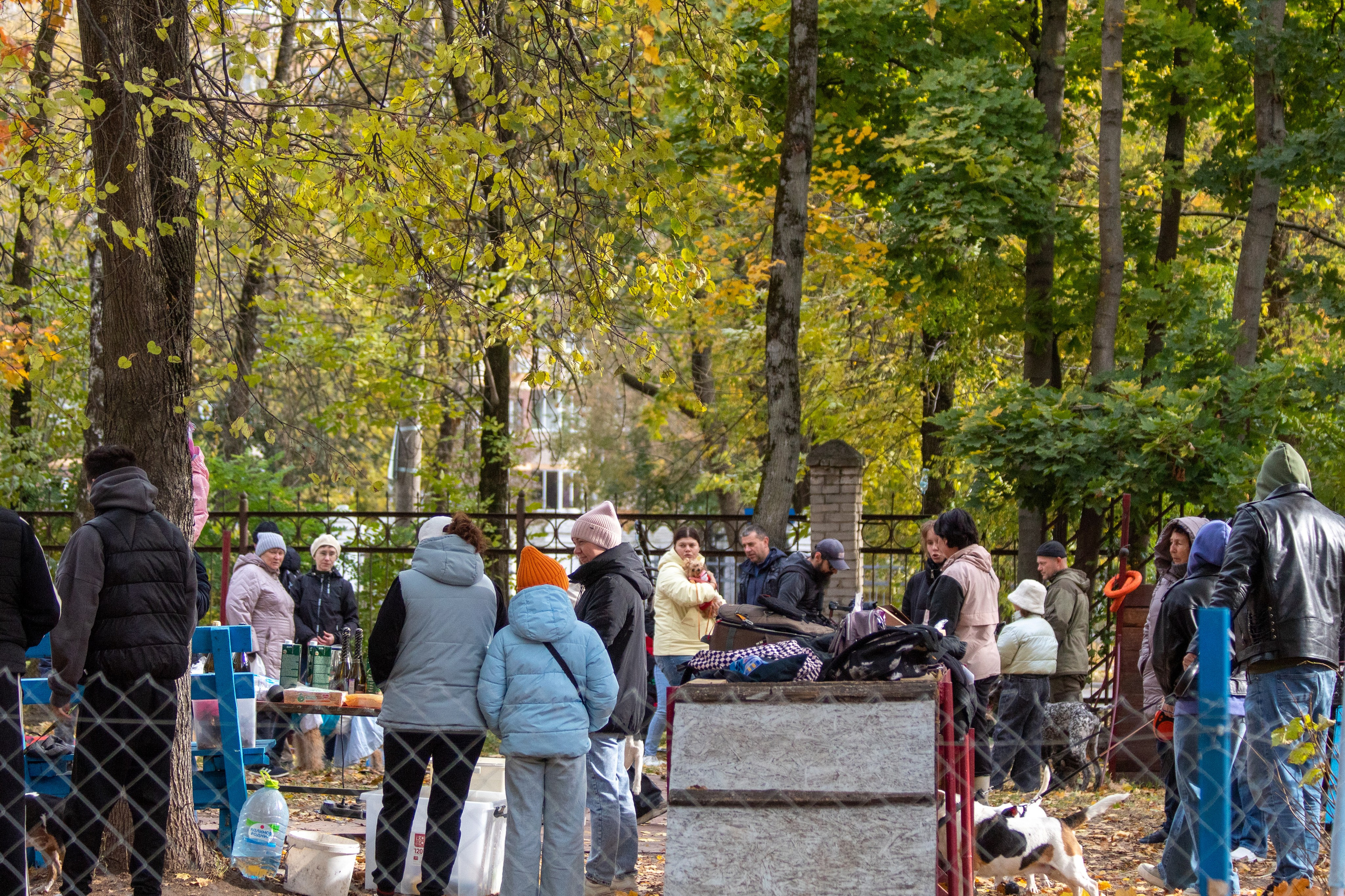 Костюмированный парад собак. Фотограф анималист — Тула, Москва