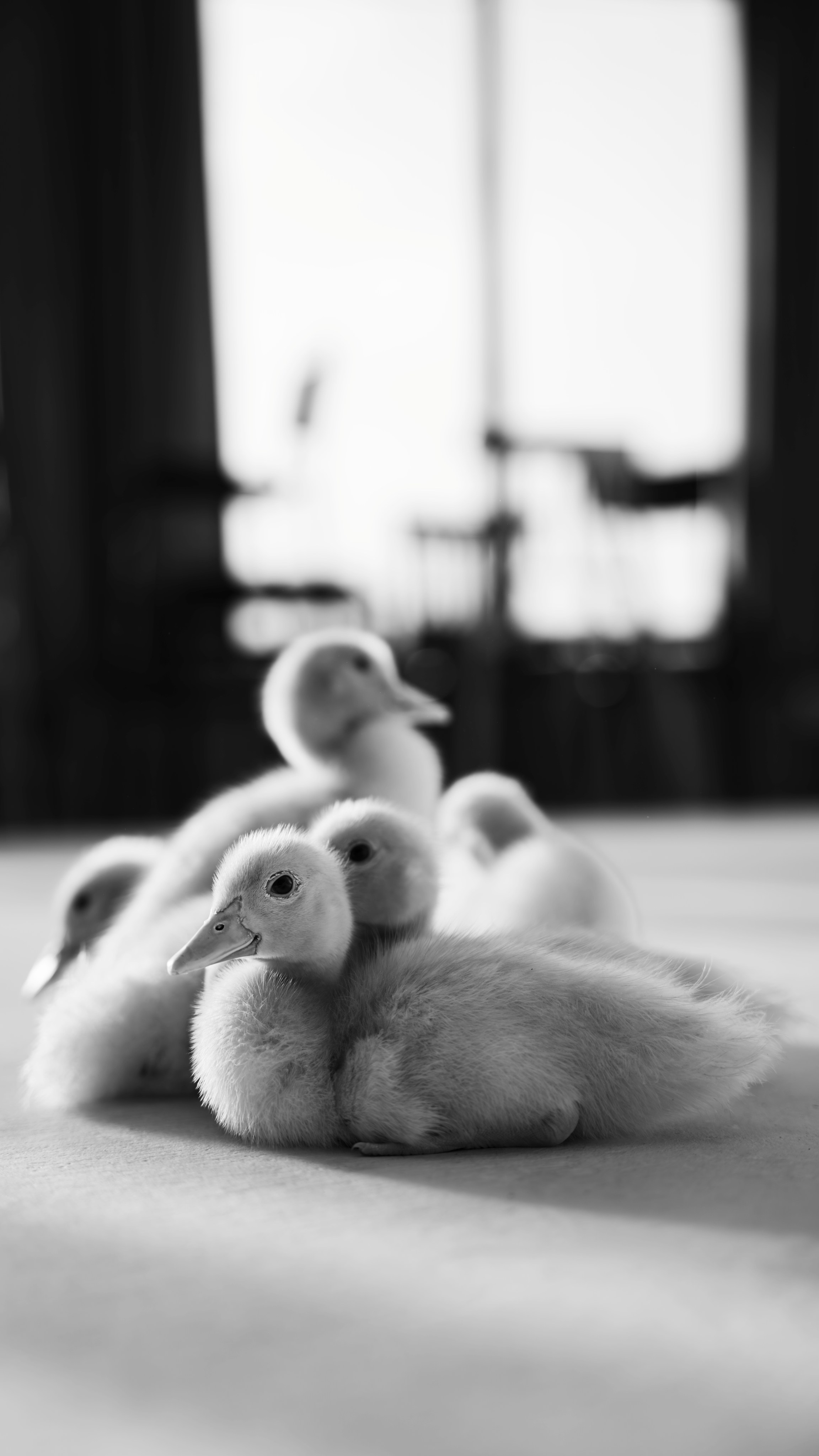 Немного Утят. Главная