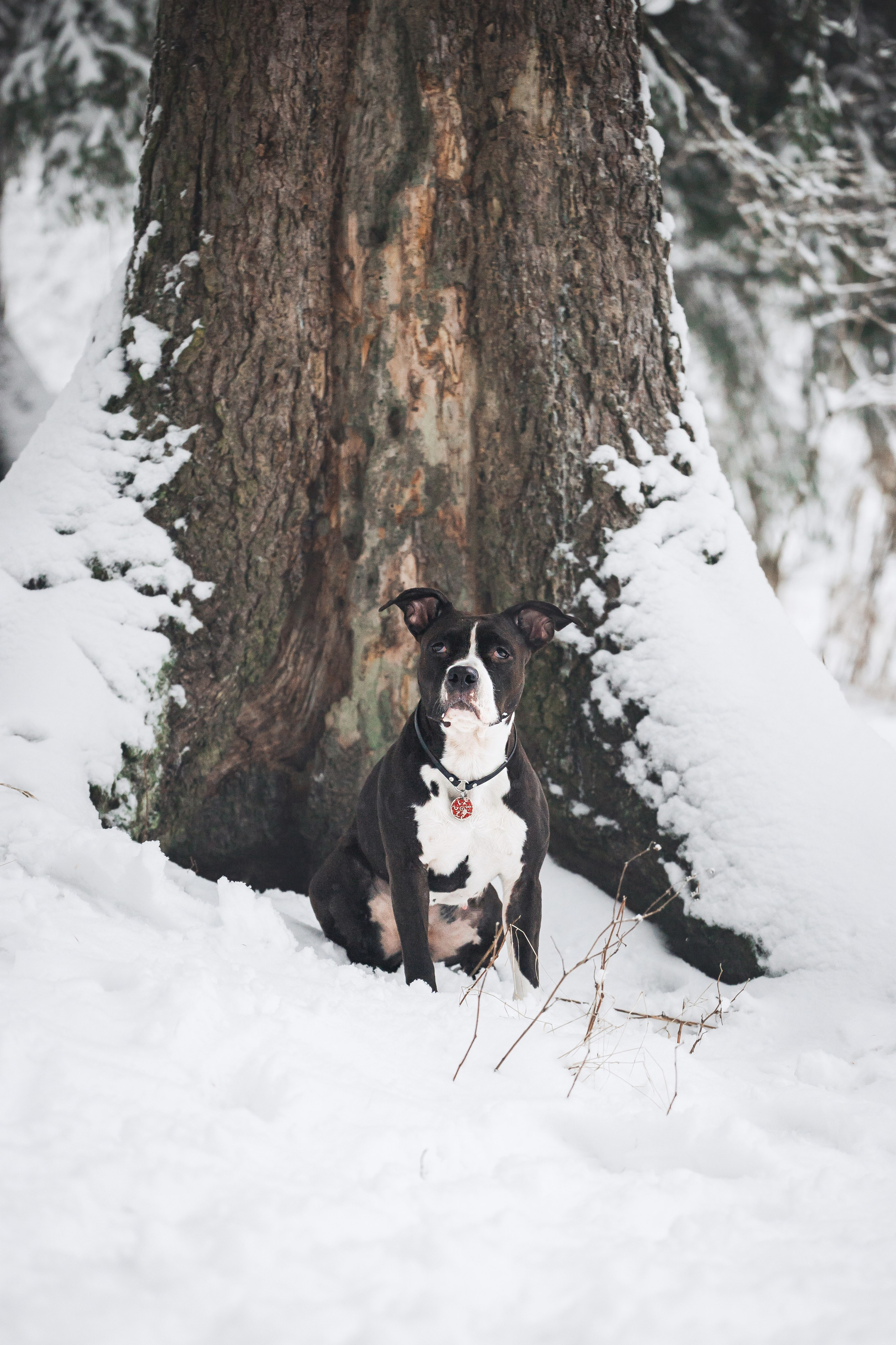 Фотопрогулки. Фотограф для людей и их питомцев Вика Шальнева