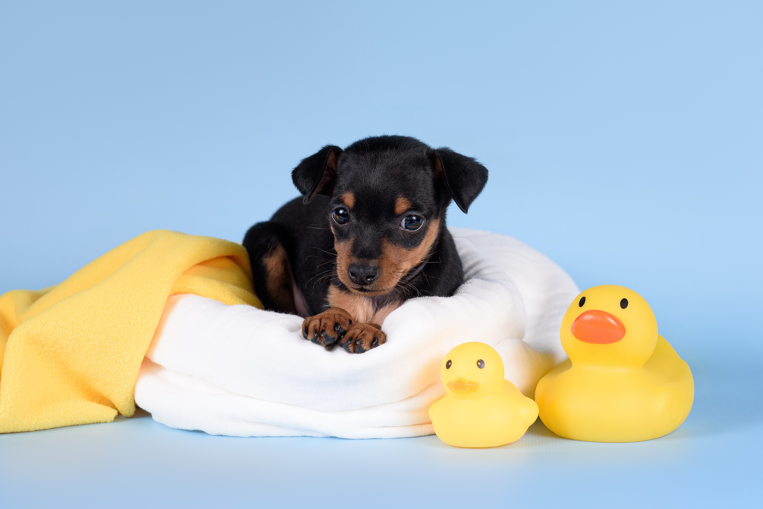 Щенки Пражских крысариков -13.04.2024. Фотограф — Анималист | Анна Абрамова