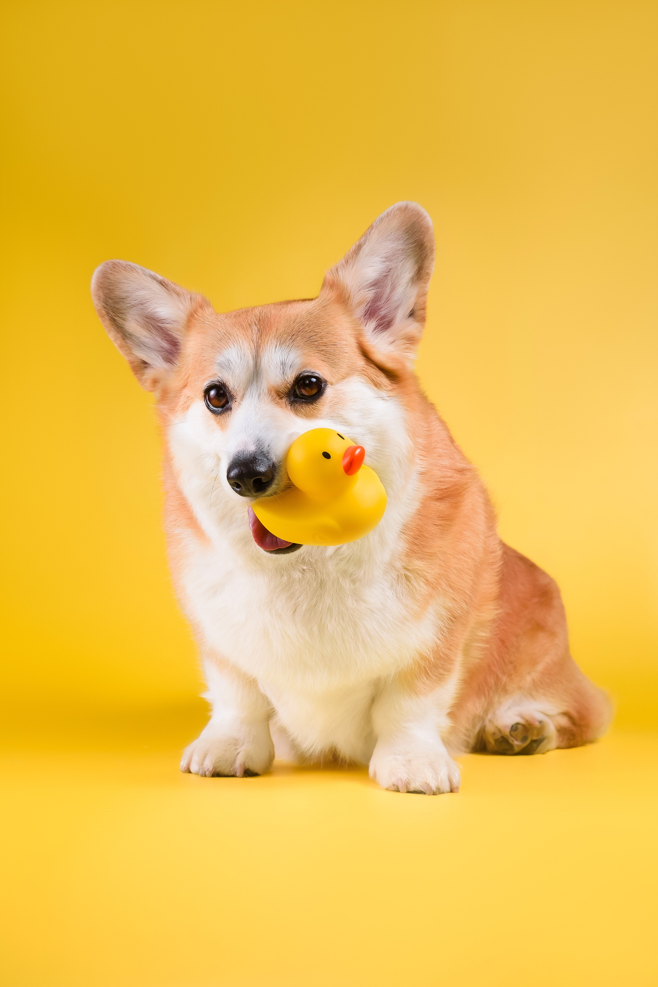 Лея на однотонном фоне. Фотограф — Анималист | Анна Абрамова