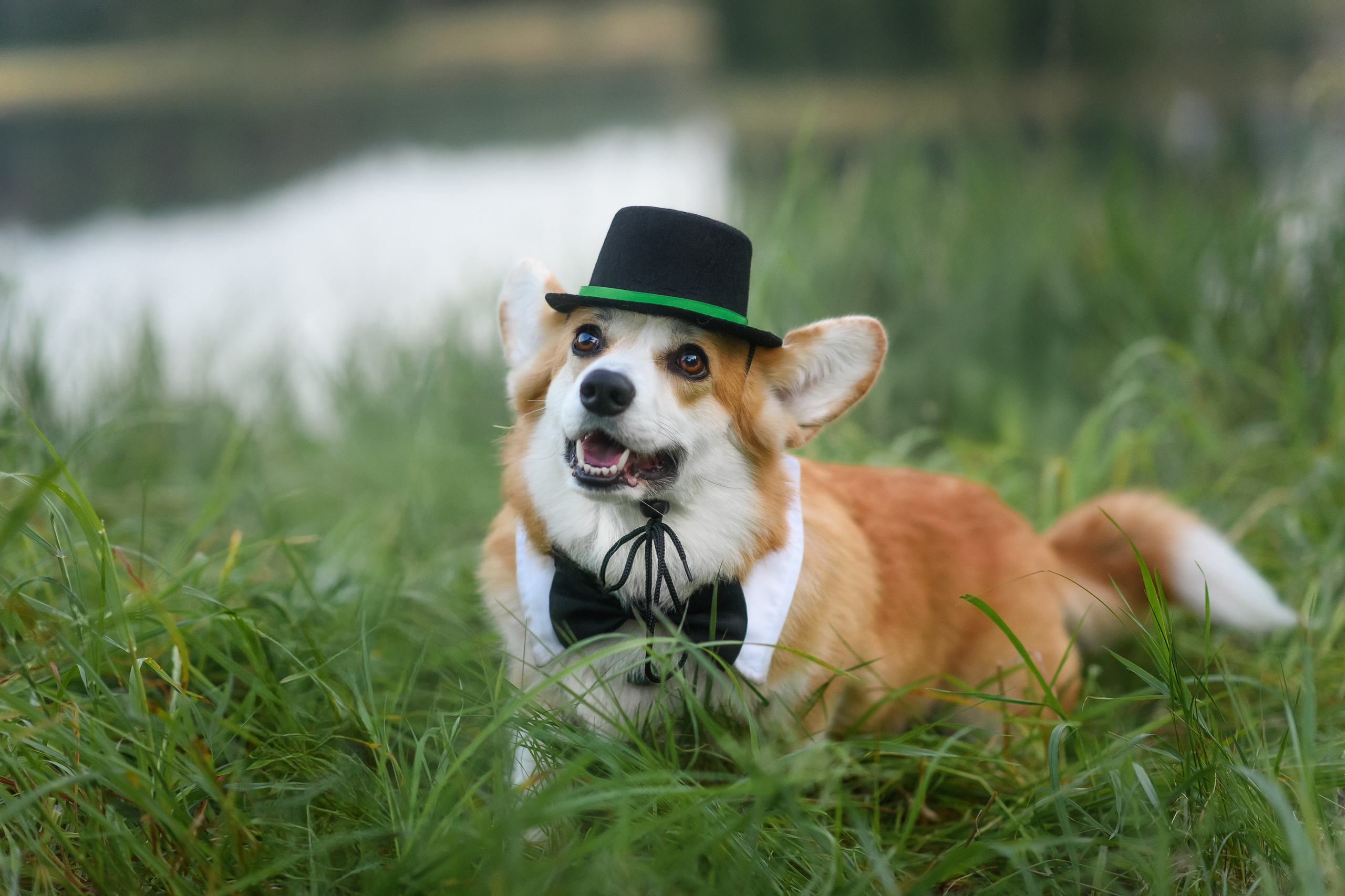 Максим, Надя, Шелби и Рой — 31.05.2025. Фотограф — Анималист | Анна Абрамова