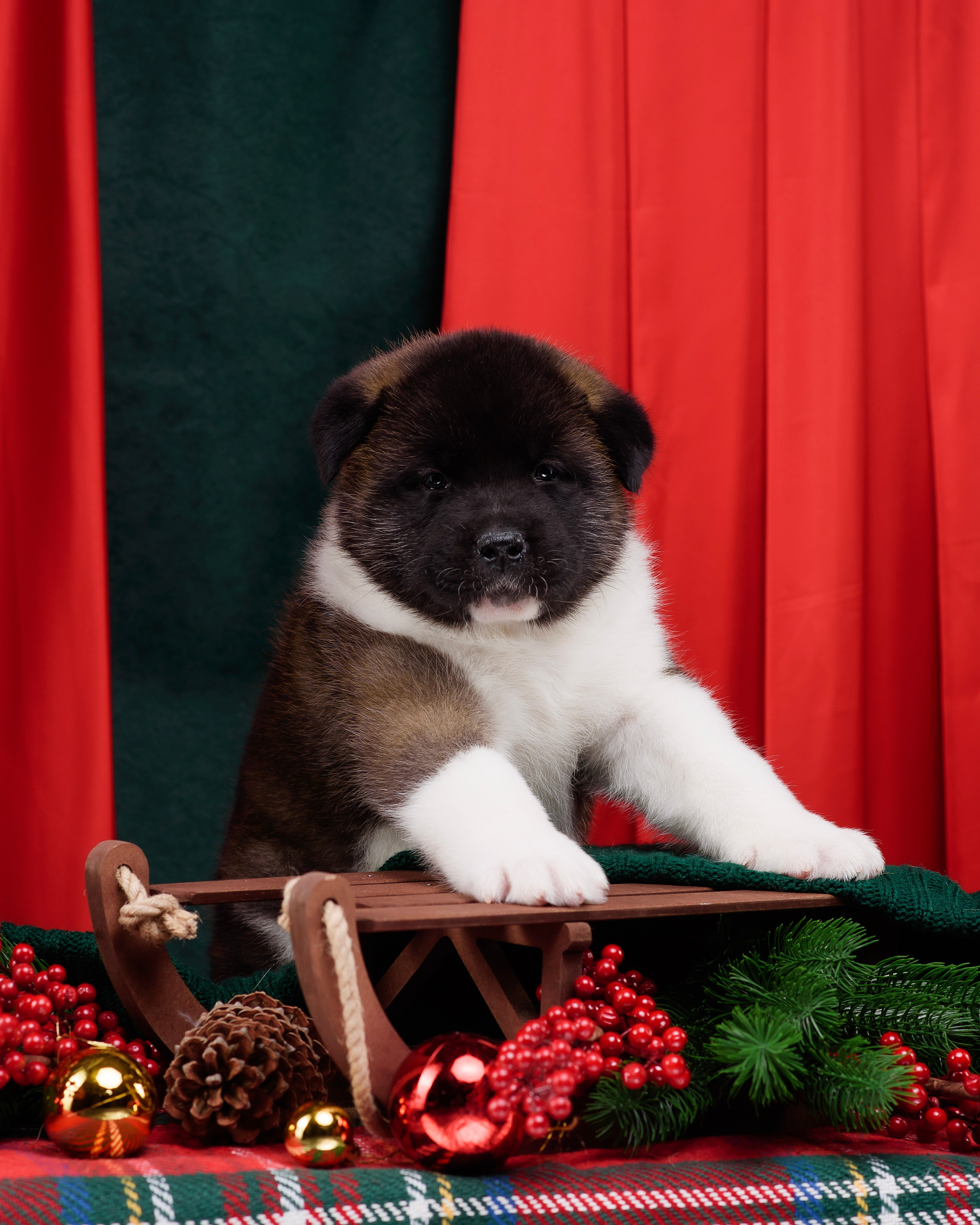 Щенки Американской Акиты. Фотограф — Анималист | Анна Абрамова