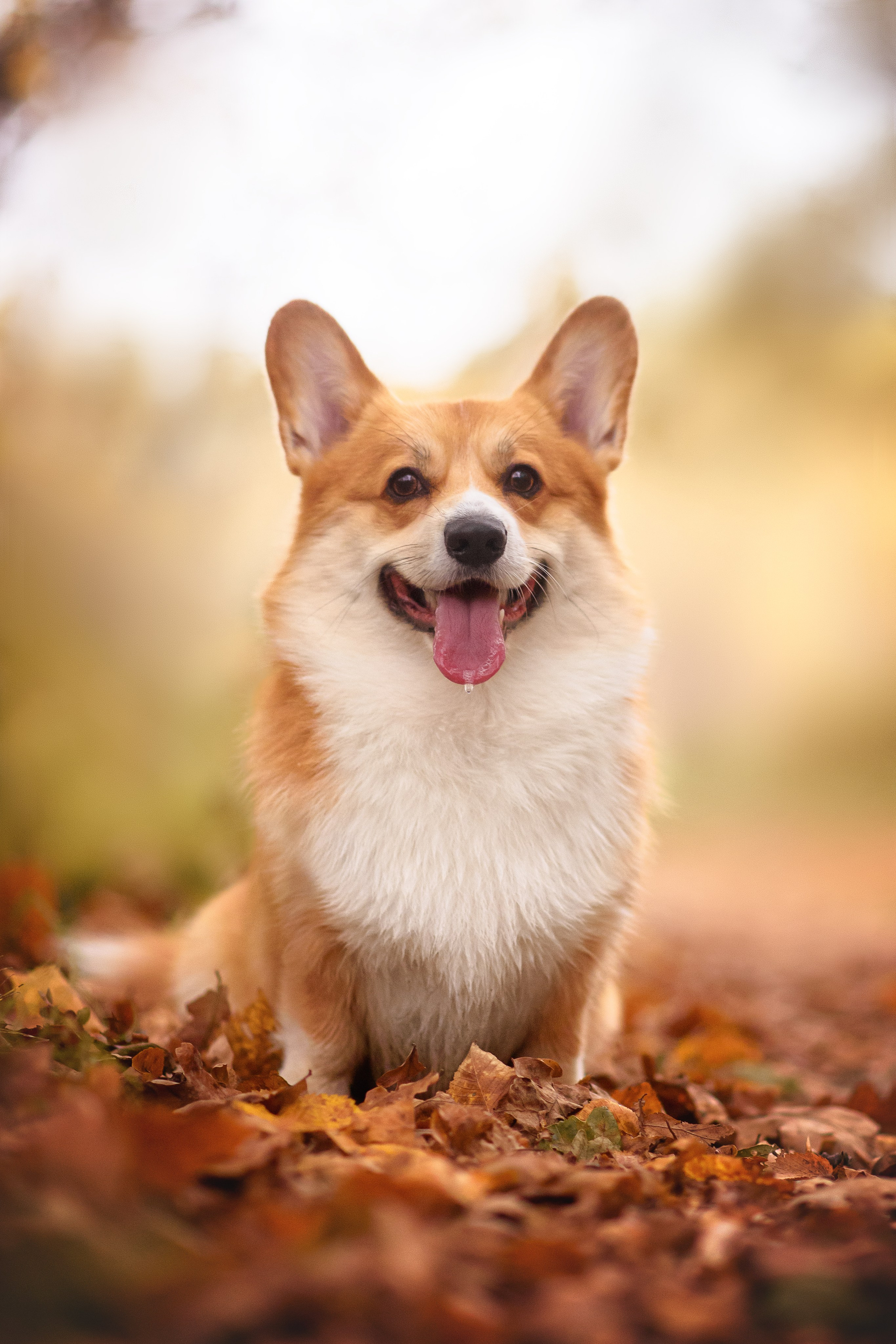 Женя и Феникс — 05.10.2024. Фотограф — Анималист | Анна Абрамова