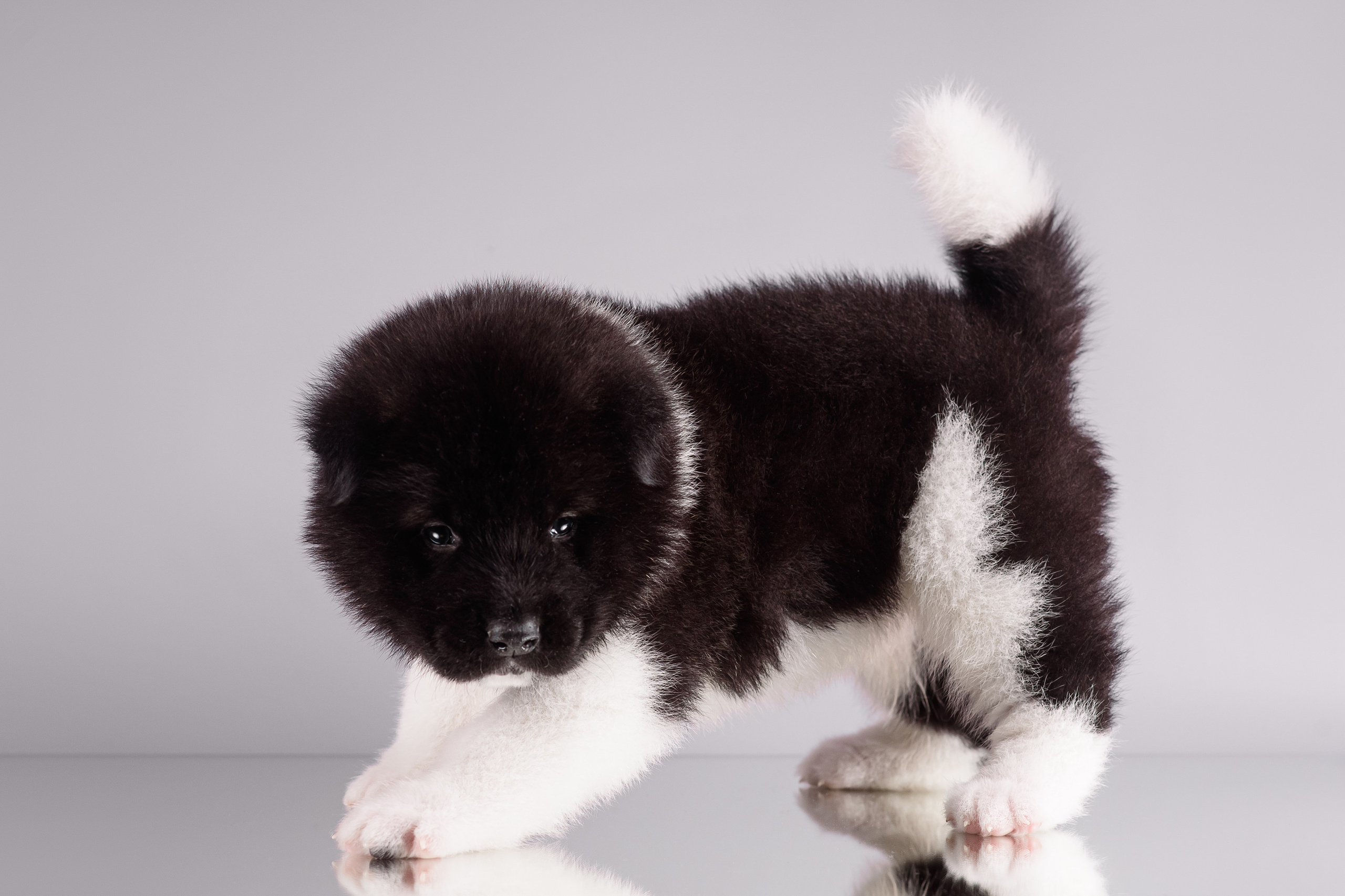 Щенки Американской Акиты — 04.11.2024. Фотограф — Анималист | Анна Абрамова