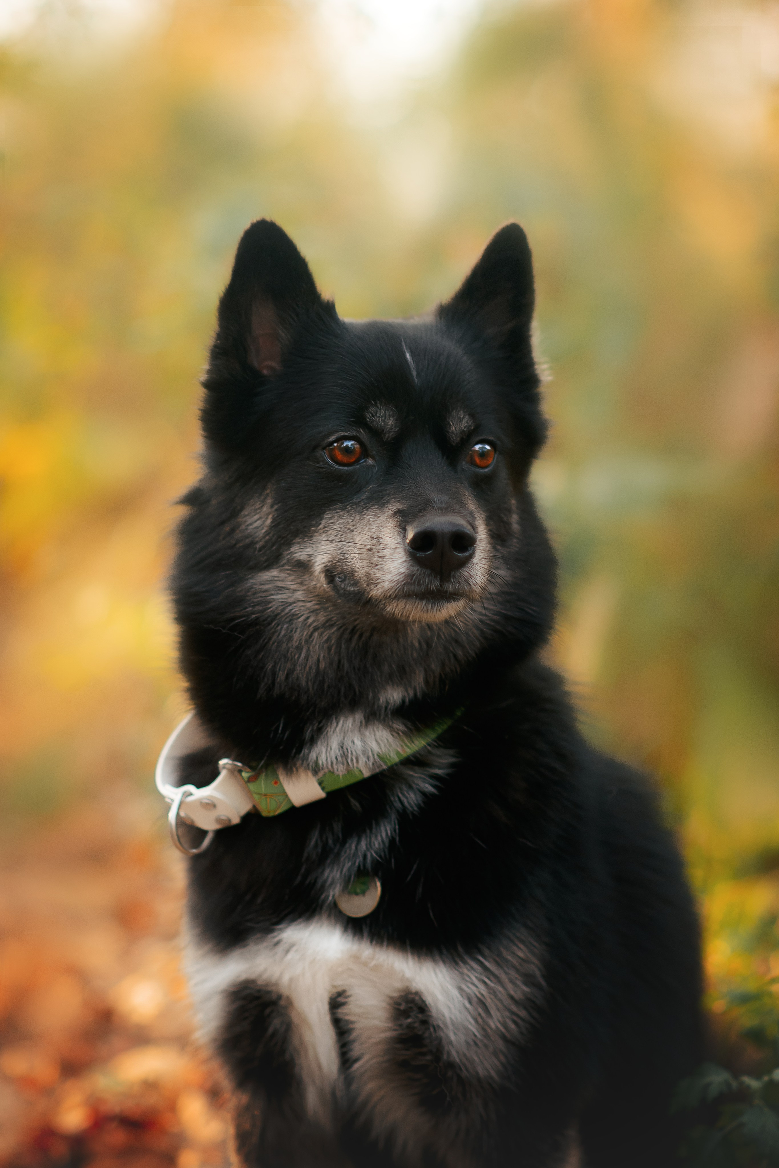 Максим, Надя, Рой и Шелби — 13.10.2024. Фотограф — Анималист | Анна Абрамова