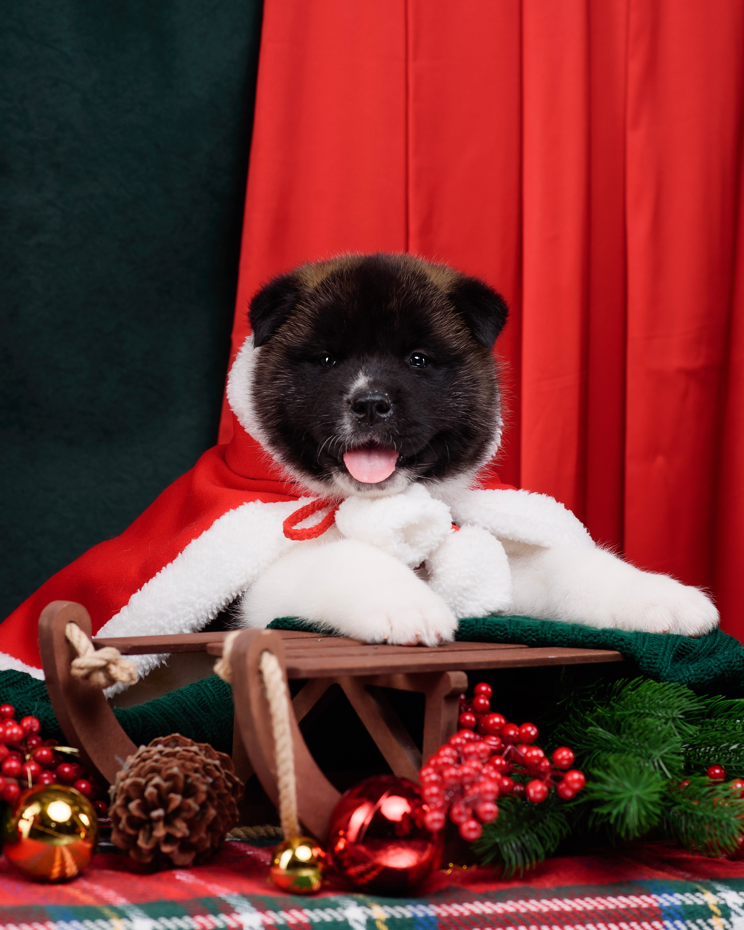 Щенки Американской Акиты. Фотограф — Анималист | Анна Абрамова