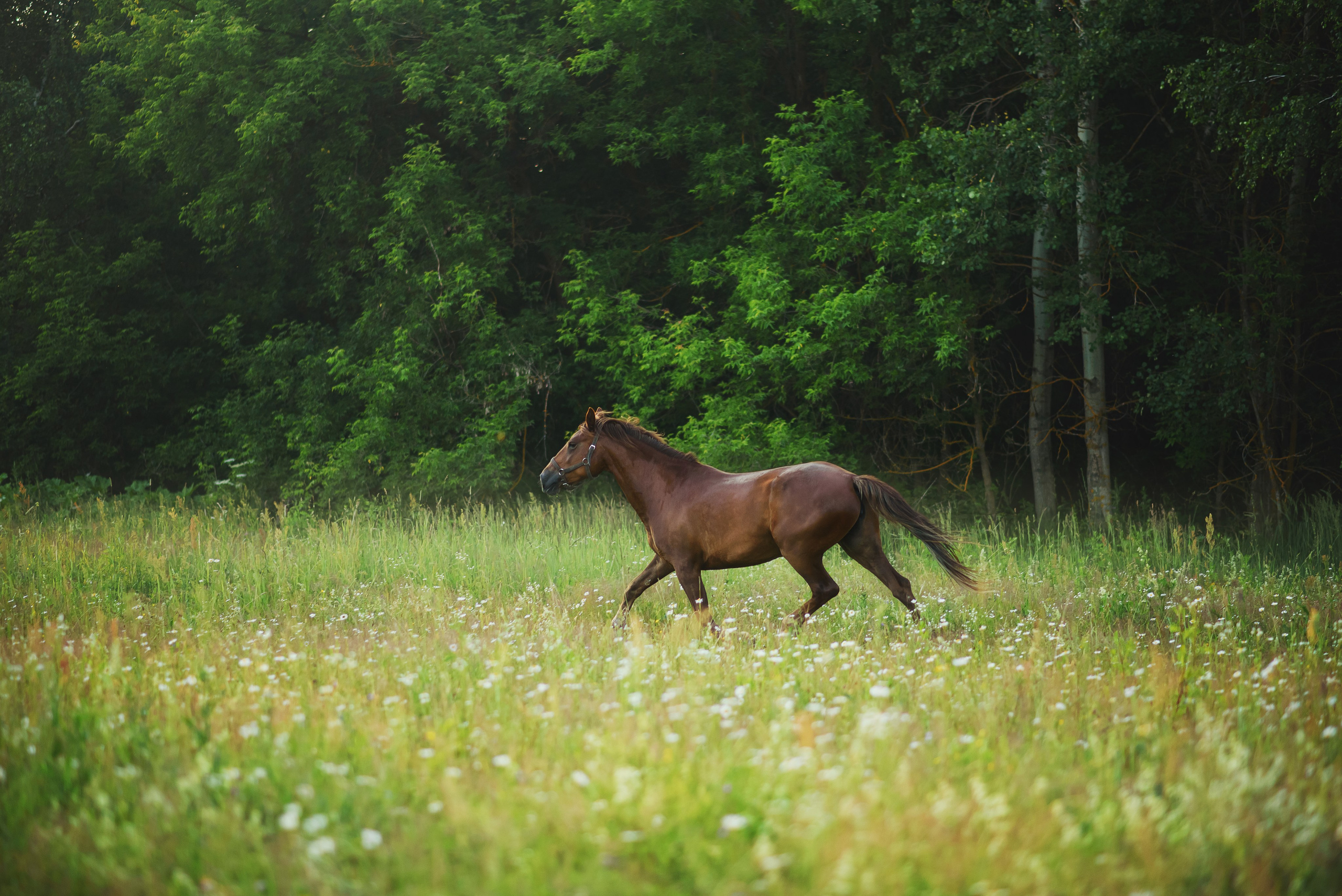 Дакар и Рамина — 29.06.2024. Фотограф — Анималист | Анна Абрамова