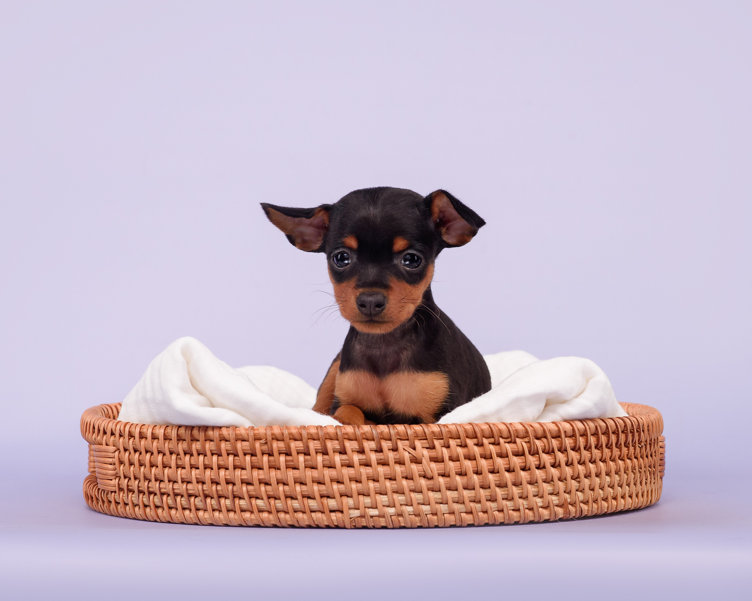 Малыши пражских крысариков — 30.07.2025. Фотограф — Анималист | Анна Абрамова