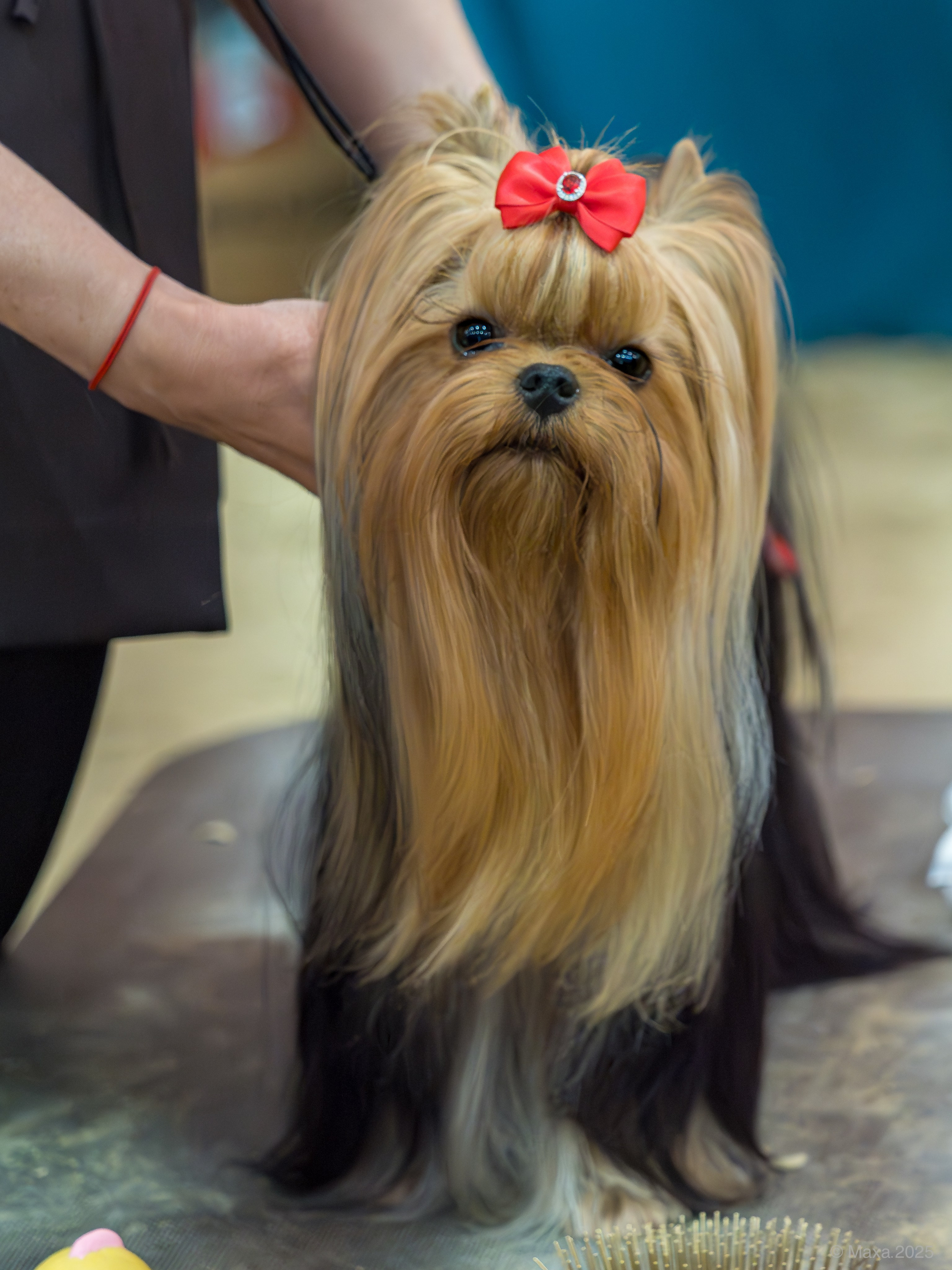 Репортажная съемка выставок. Фотограф анималист Тюгаева Мария