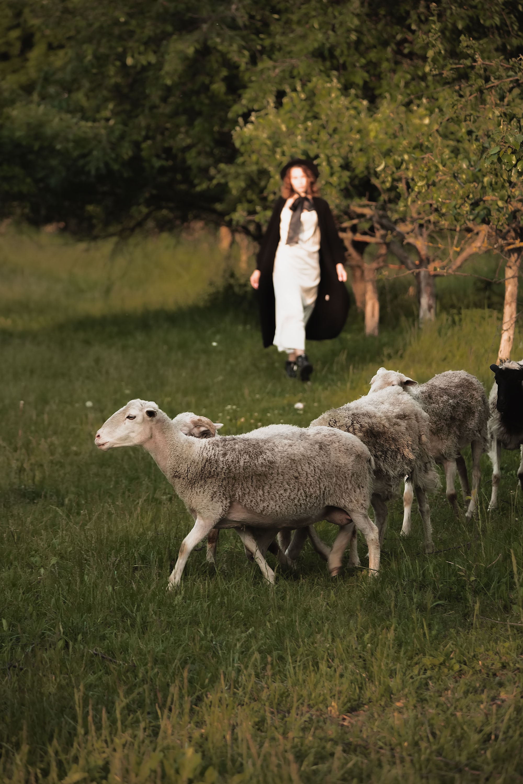 Фотосессия с овечками. Семейный, индивидуальный фотограф в Москве Ангели Марина