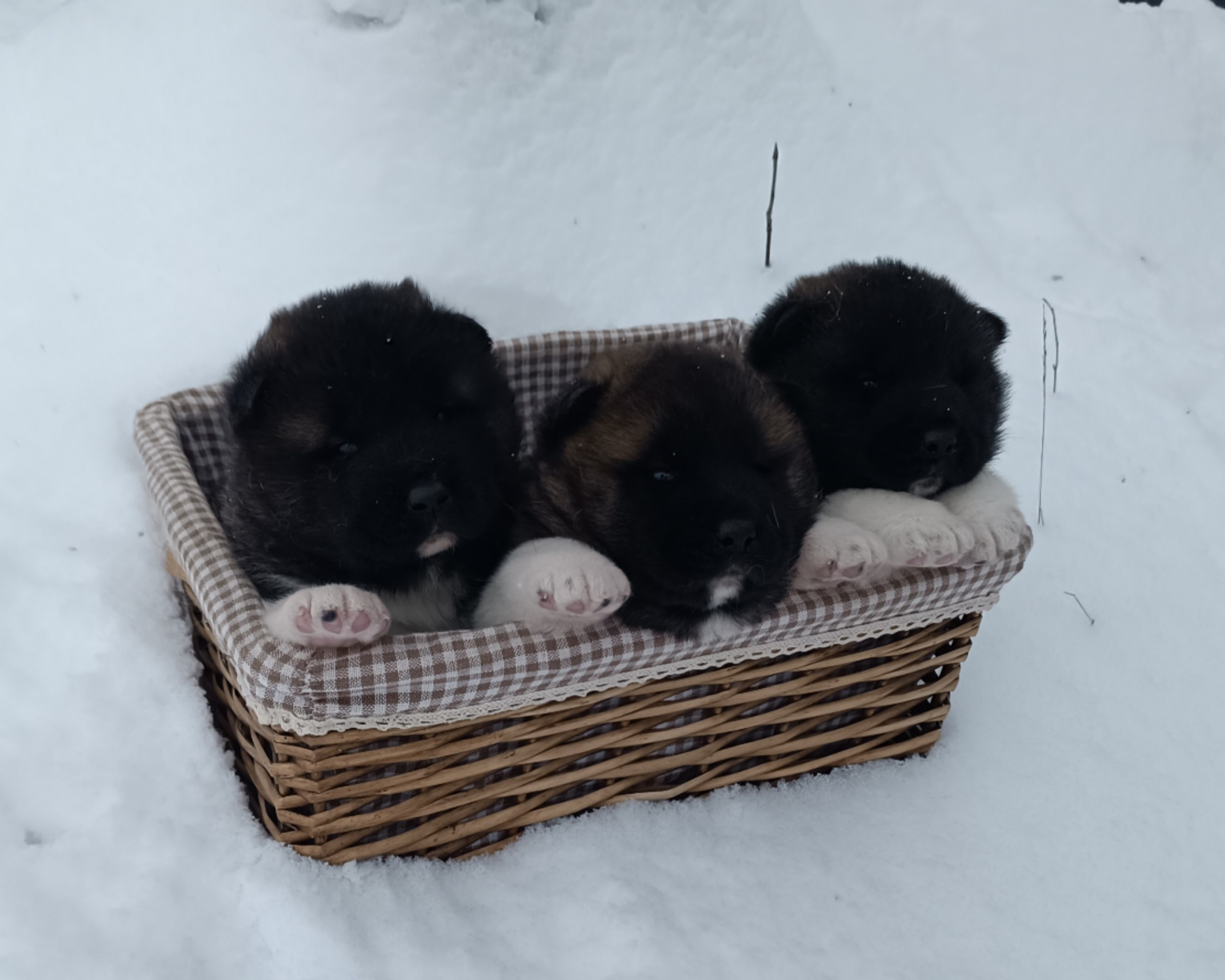 Американская акита  щенки питомник Санкт-Петербург клубные щенки Американская акита питомник RUBYLIGHT Рубилайт купить щенка американской акиты