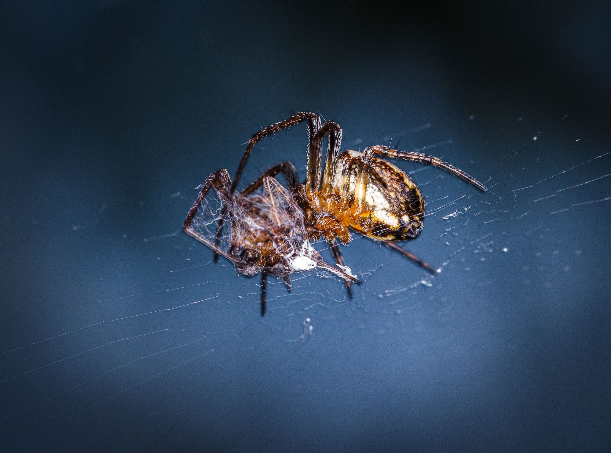 свадебный фотограф Геленджик