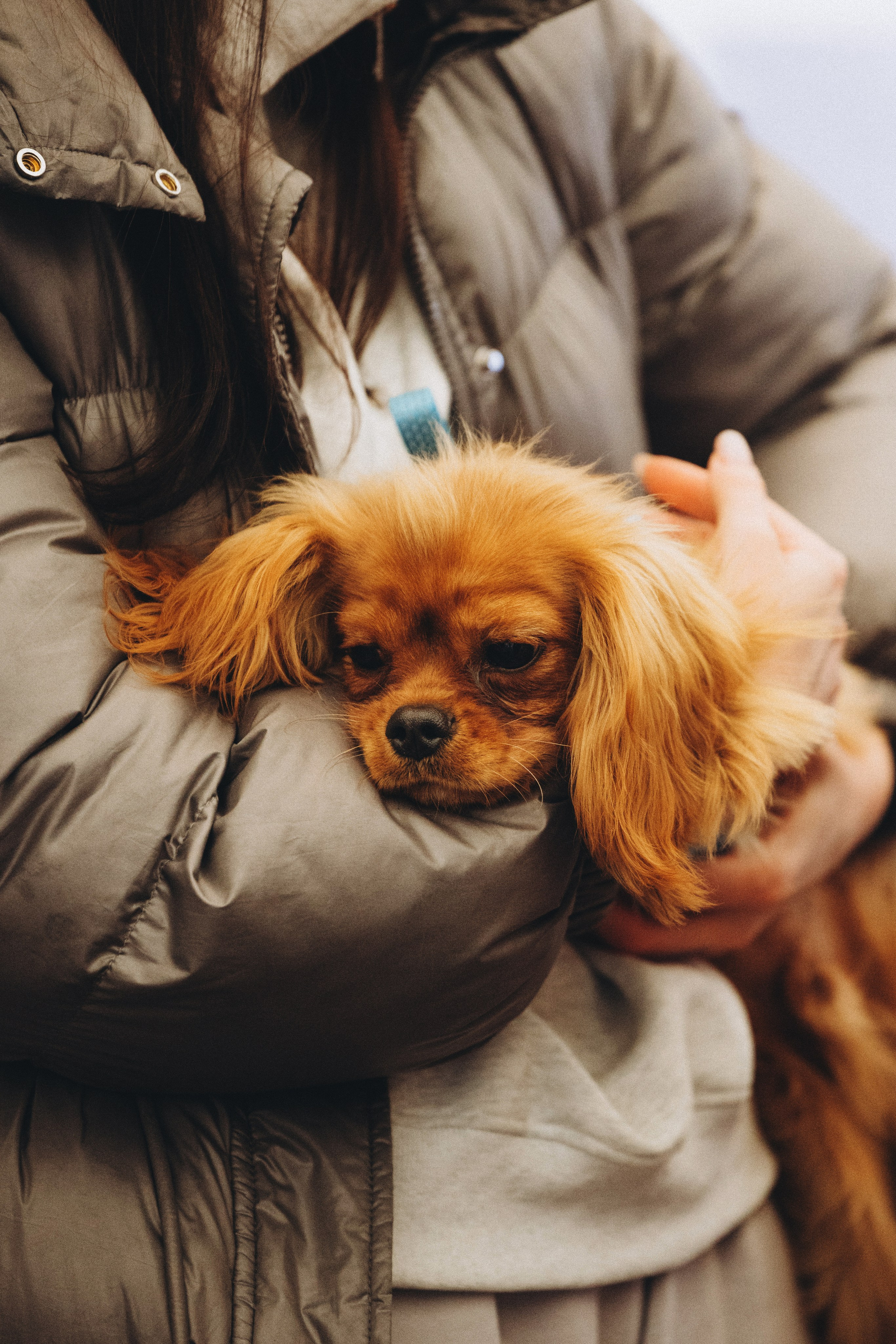 Встреча ККЧС. Фотограф анималист Осипчикова Мария