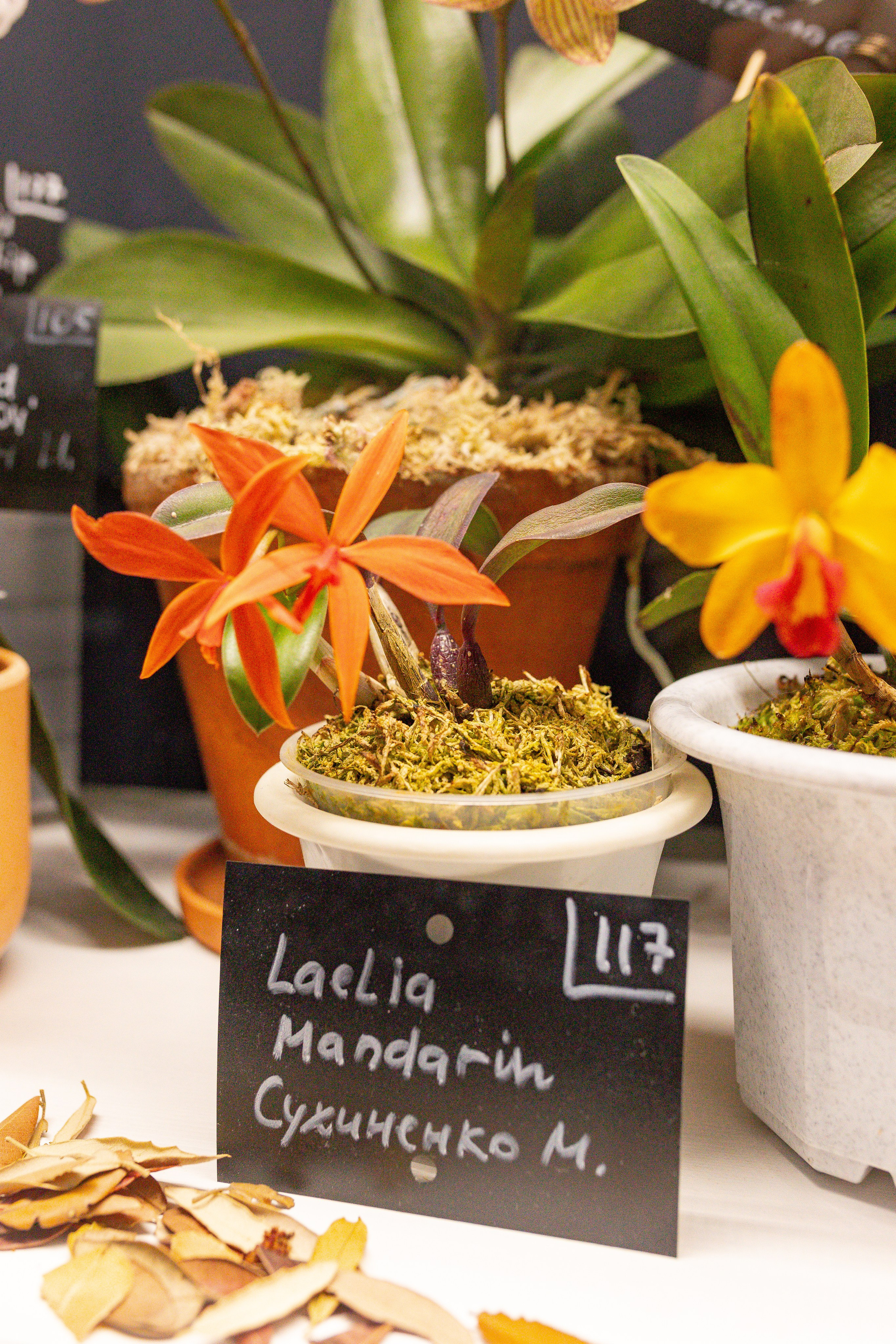 Орхидиум сентябрь 2025. Александра Куликова фотограф, Москва